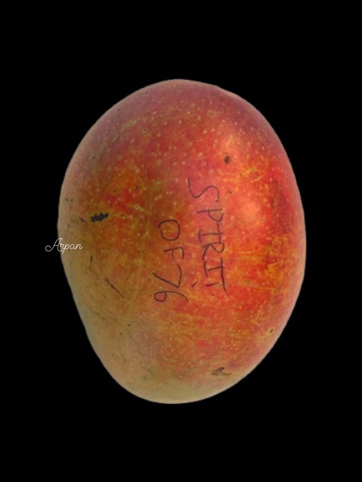 Variety- Spirit of 76 (Florida) This mango was a natural cross