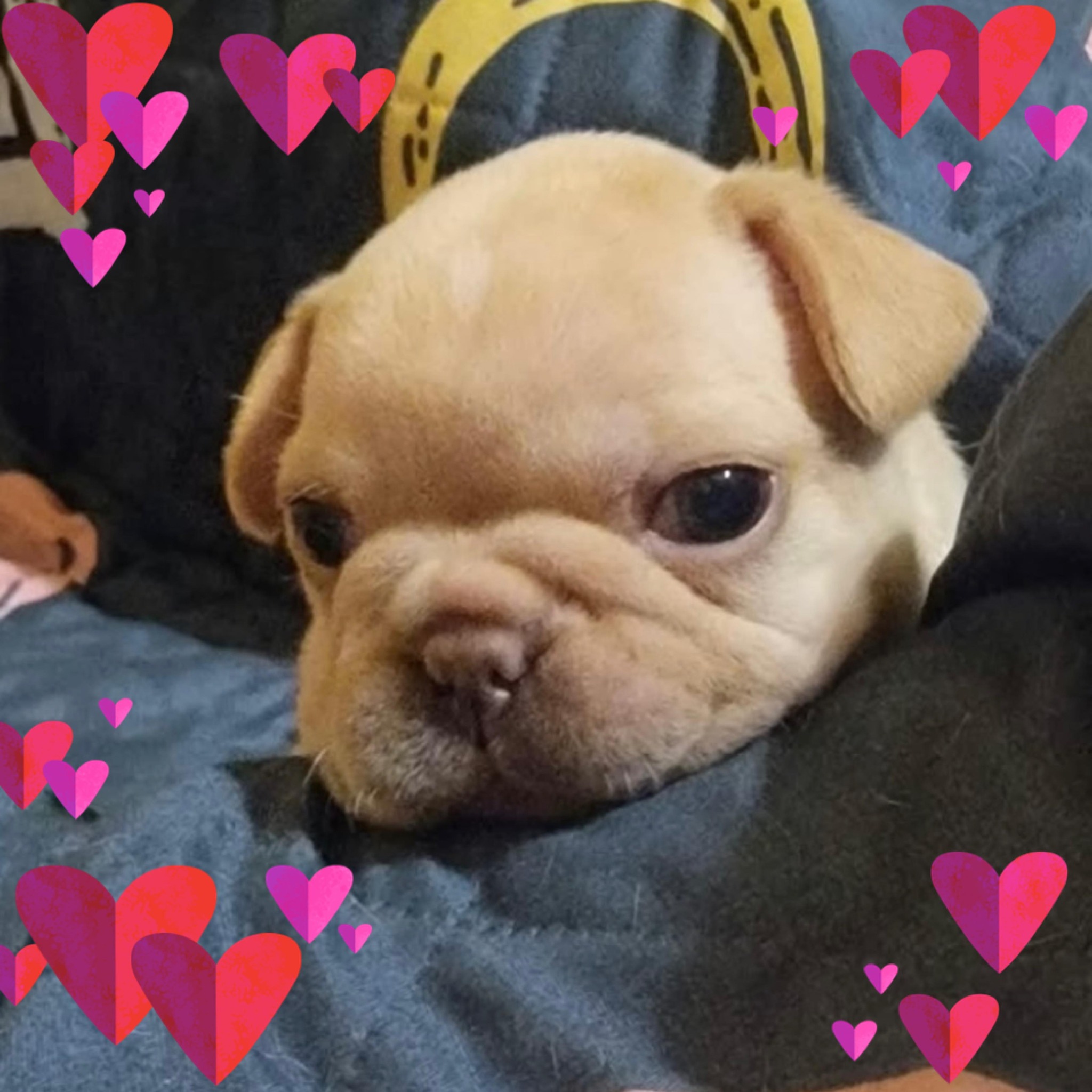 Kenny is now Kingston ️ he’ll be staying because I’m slightly obsessed ...