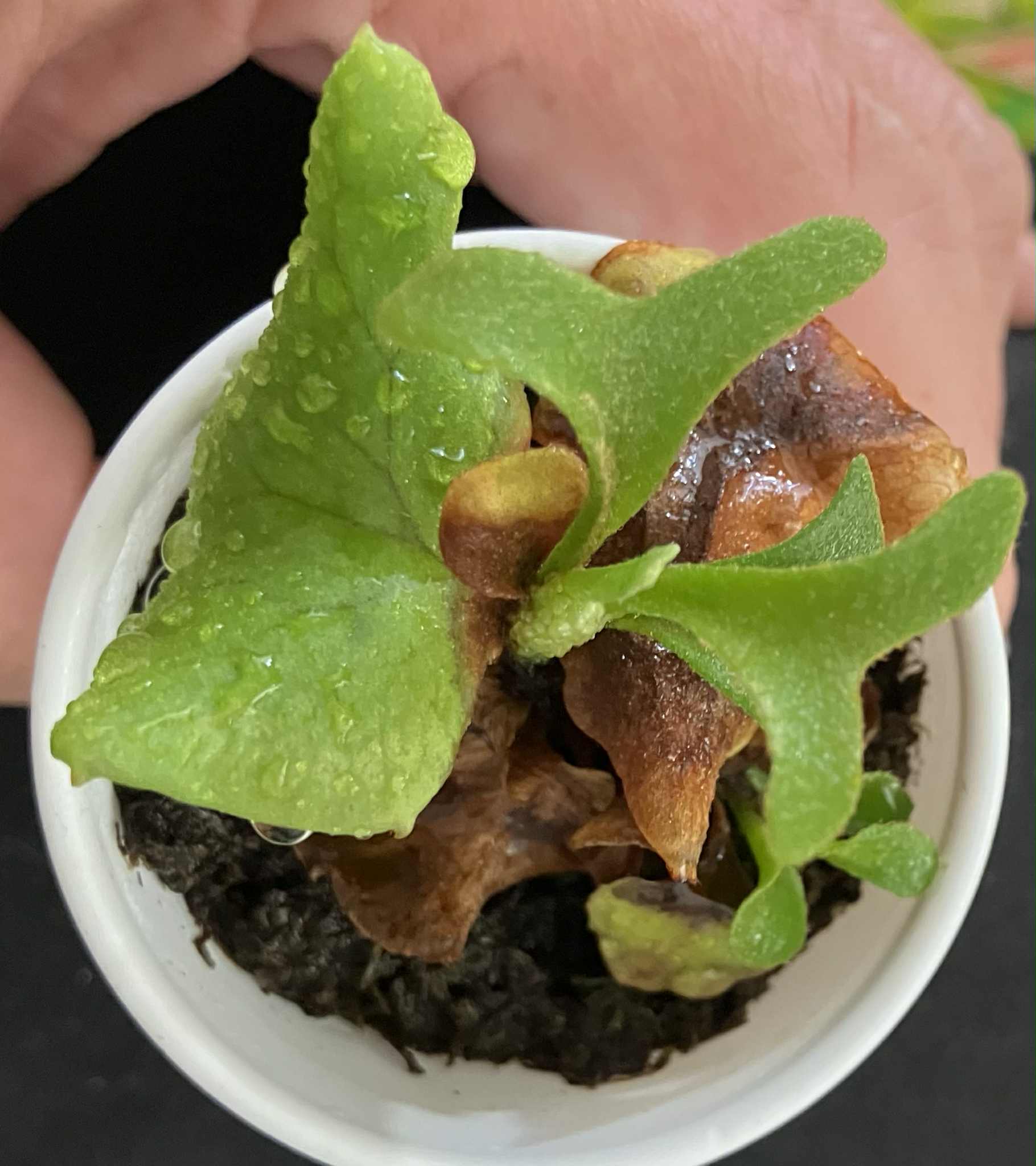 Platycerium Ridleyi Silver Dwarf