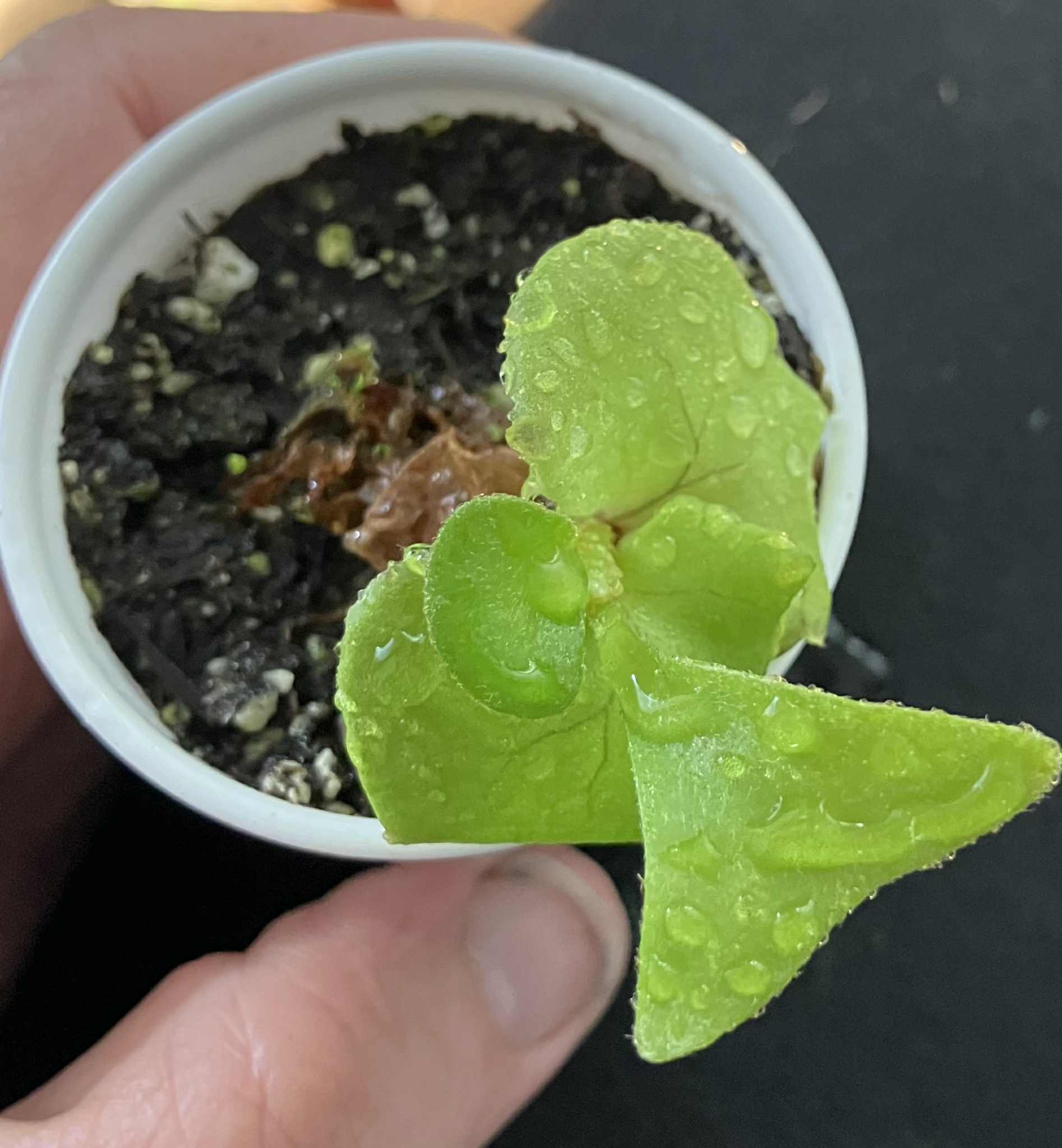 Platycerium Ridleyi Silver Dwarf
