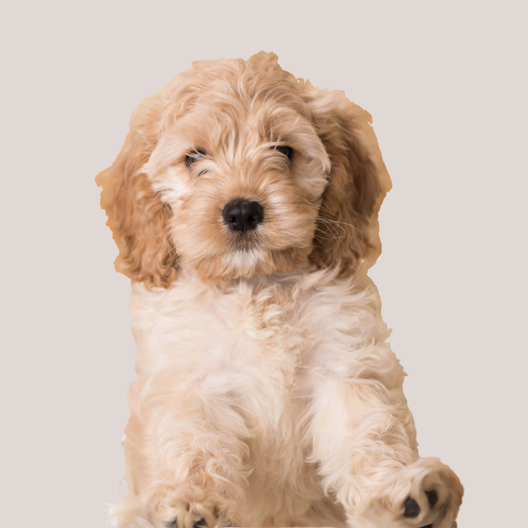 Cockapoo, cavapoo, maltipoo CZ/SK a další kříženci | Facebook