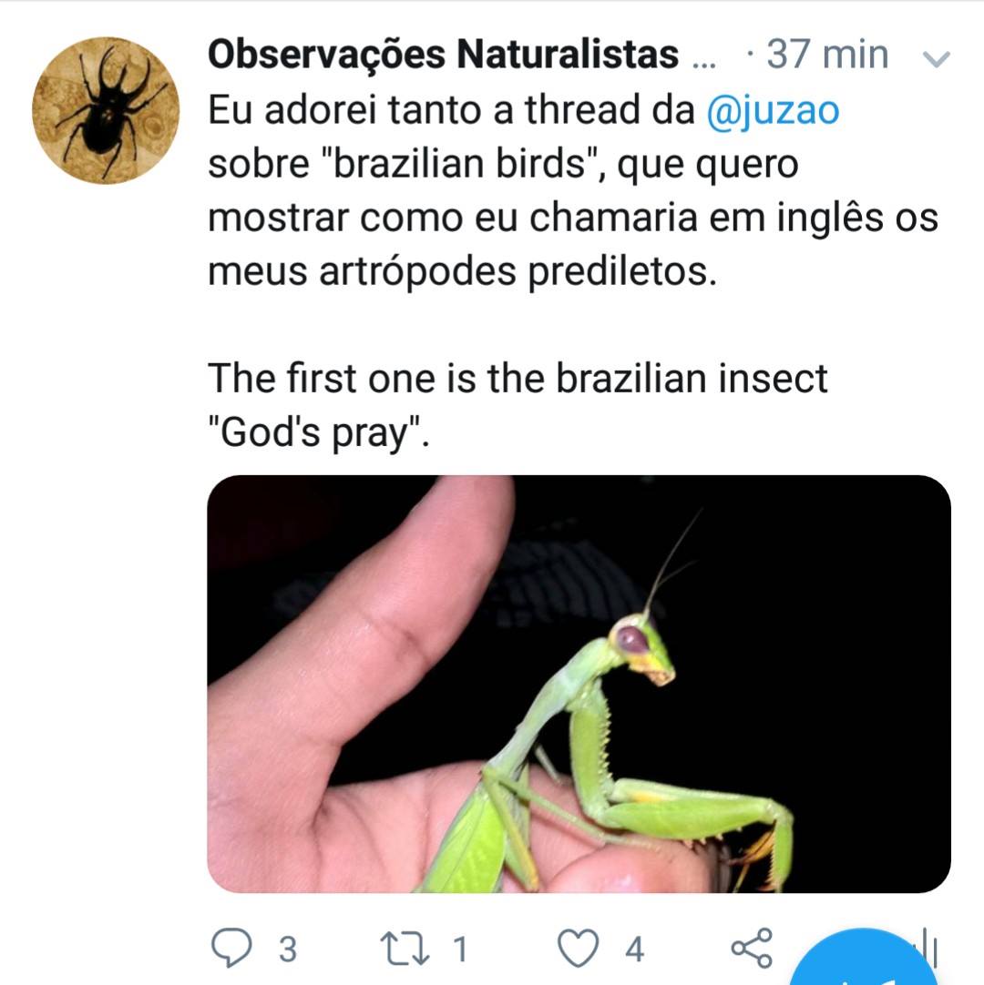 Insetos & Entomologia - 昆虫