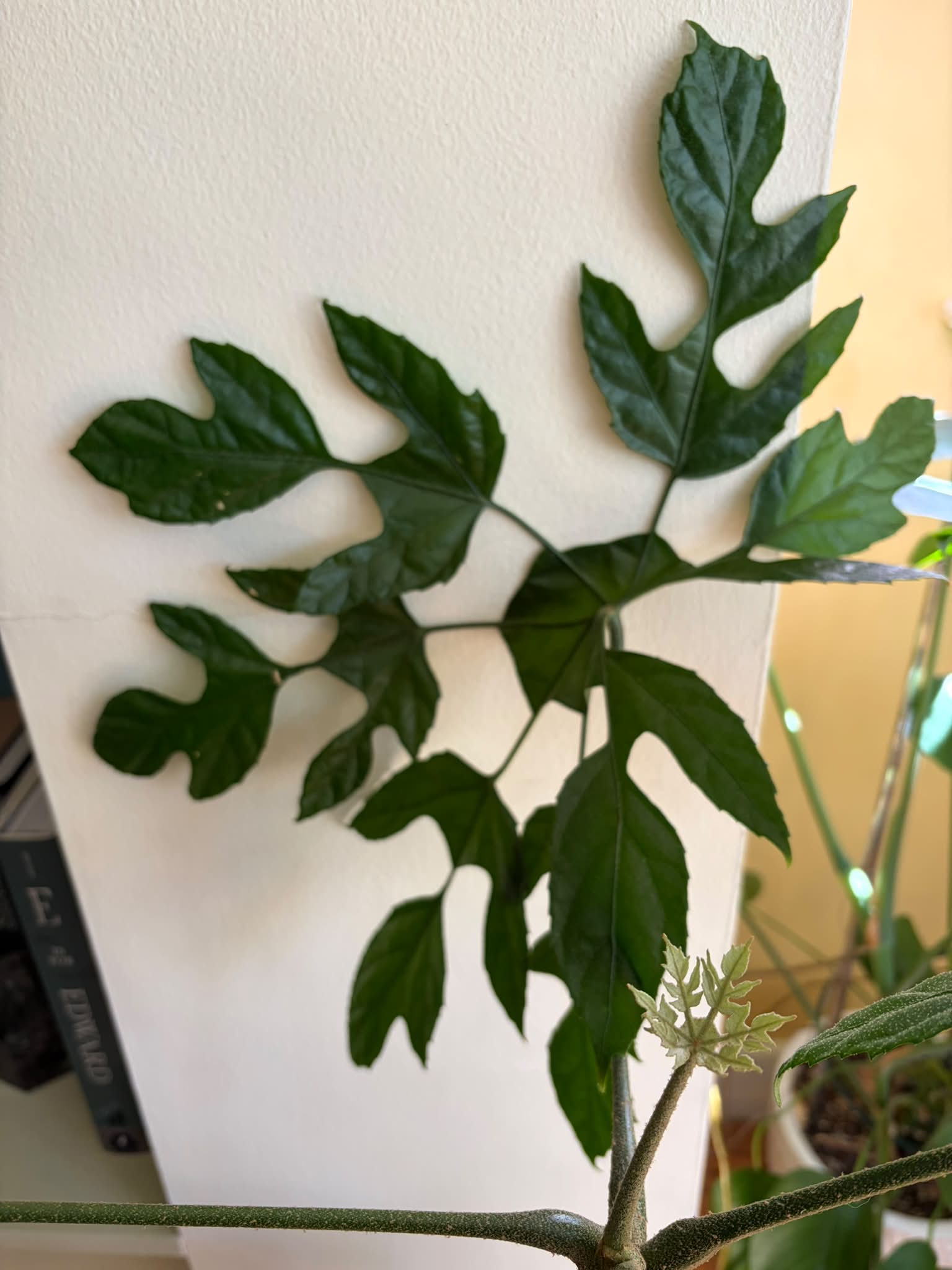 Literally my favorite plant in my collection putting off a new leaf 💚