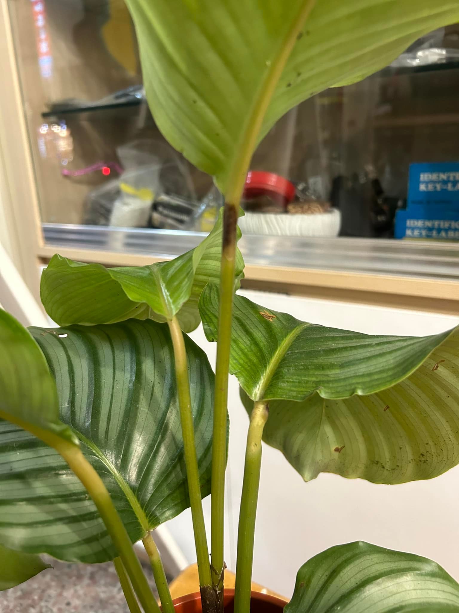 觀葉植物迷交流站 | 青蘋果竹竽
