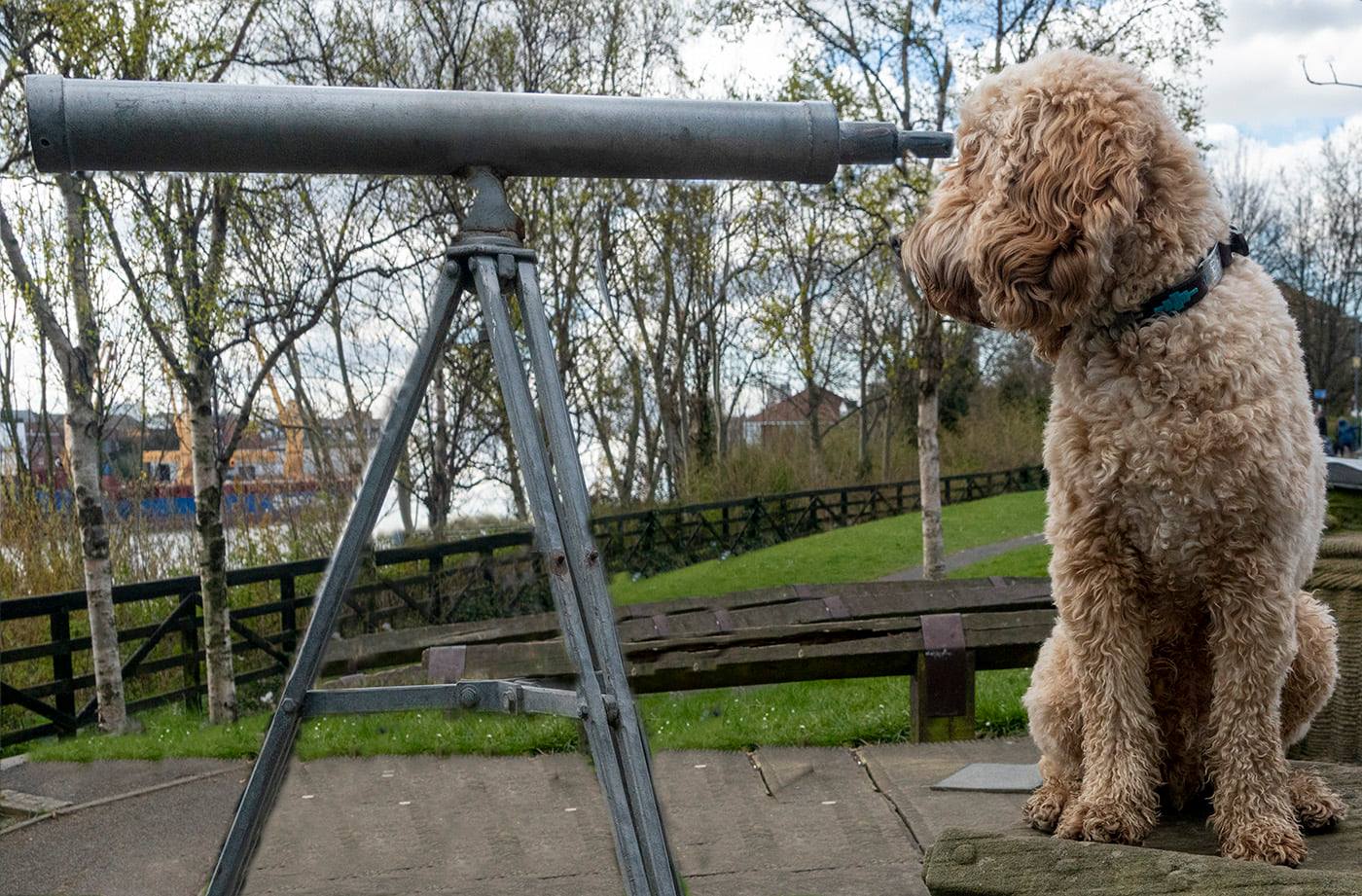 The Adventures of Mr Brodie We had... - Brodie the Cockapoo