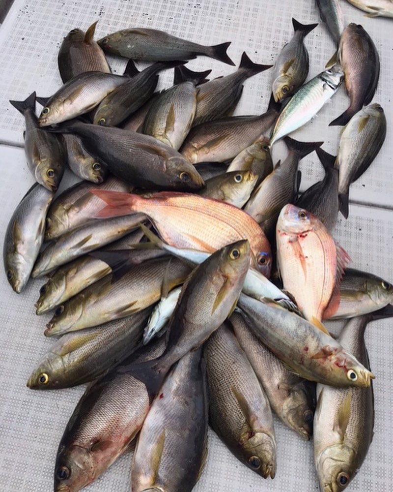 弁慶丸 つり友商会 水曜と金曜の釣果です イサギ 27 38cm33 34 平アジ 30cm マダイ Facebook