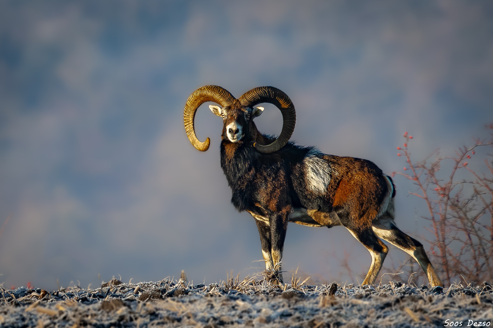 Mouflon animal facts and habitat