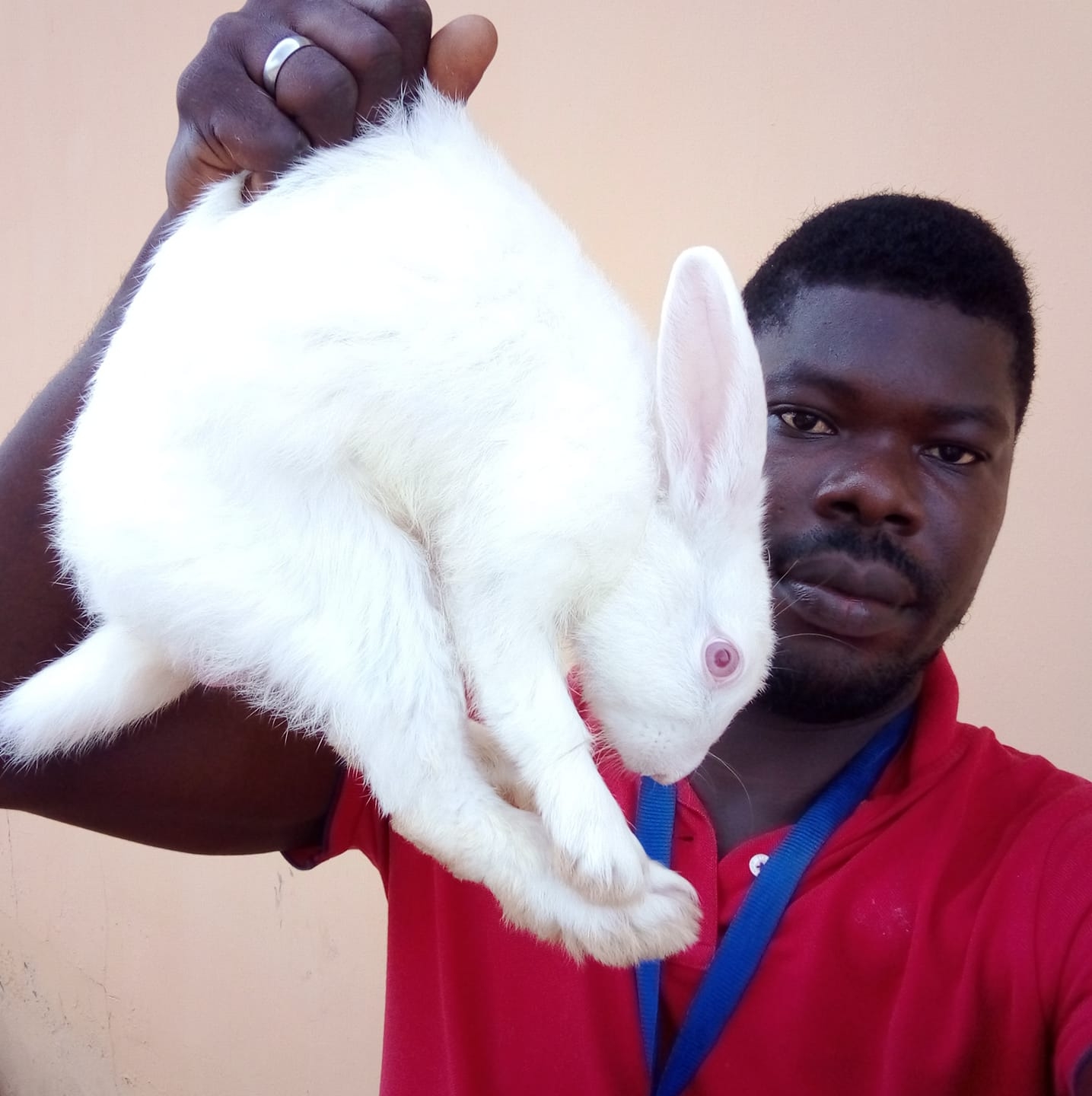Rabbit Farmers in Nigeria | How to identify the gender of your rabbits ...