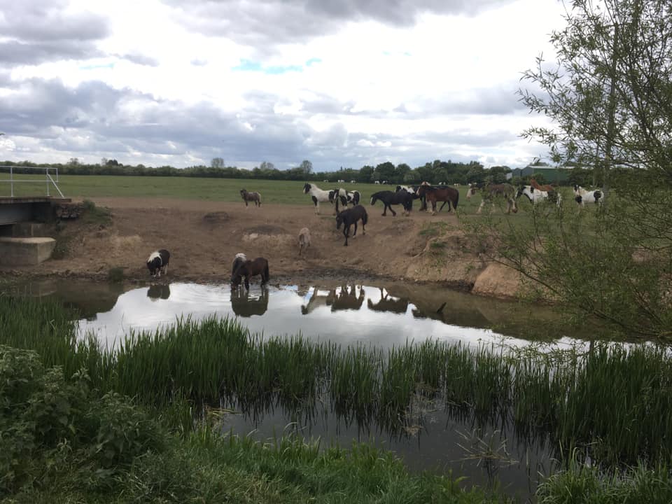 Summat to do - Figham Common Sometimes we don’t realise...