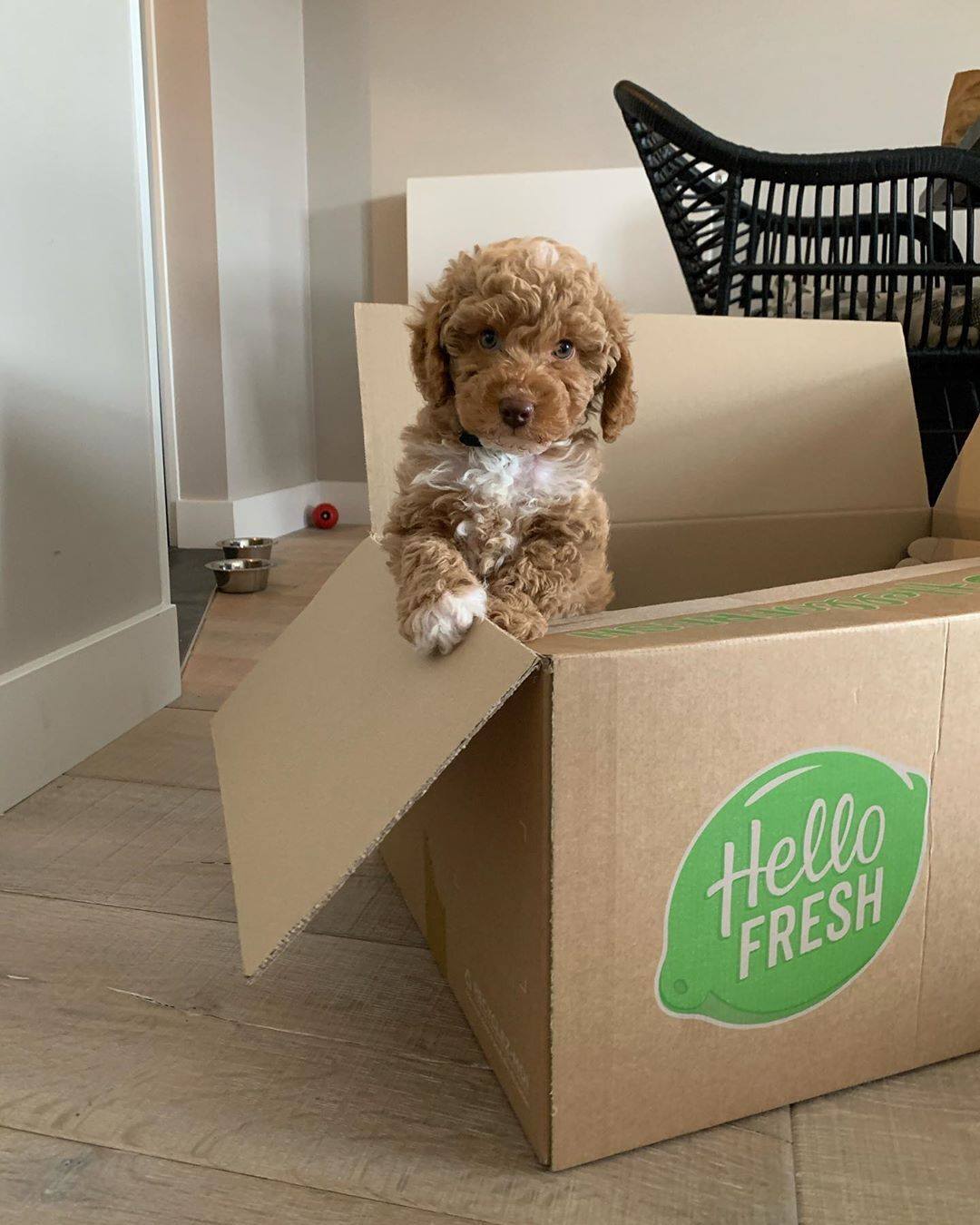 HelloFresh - Fijne dierendag! 🐱 Van konijnenhok tot... | Facebook