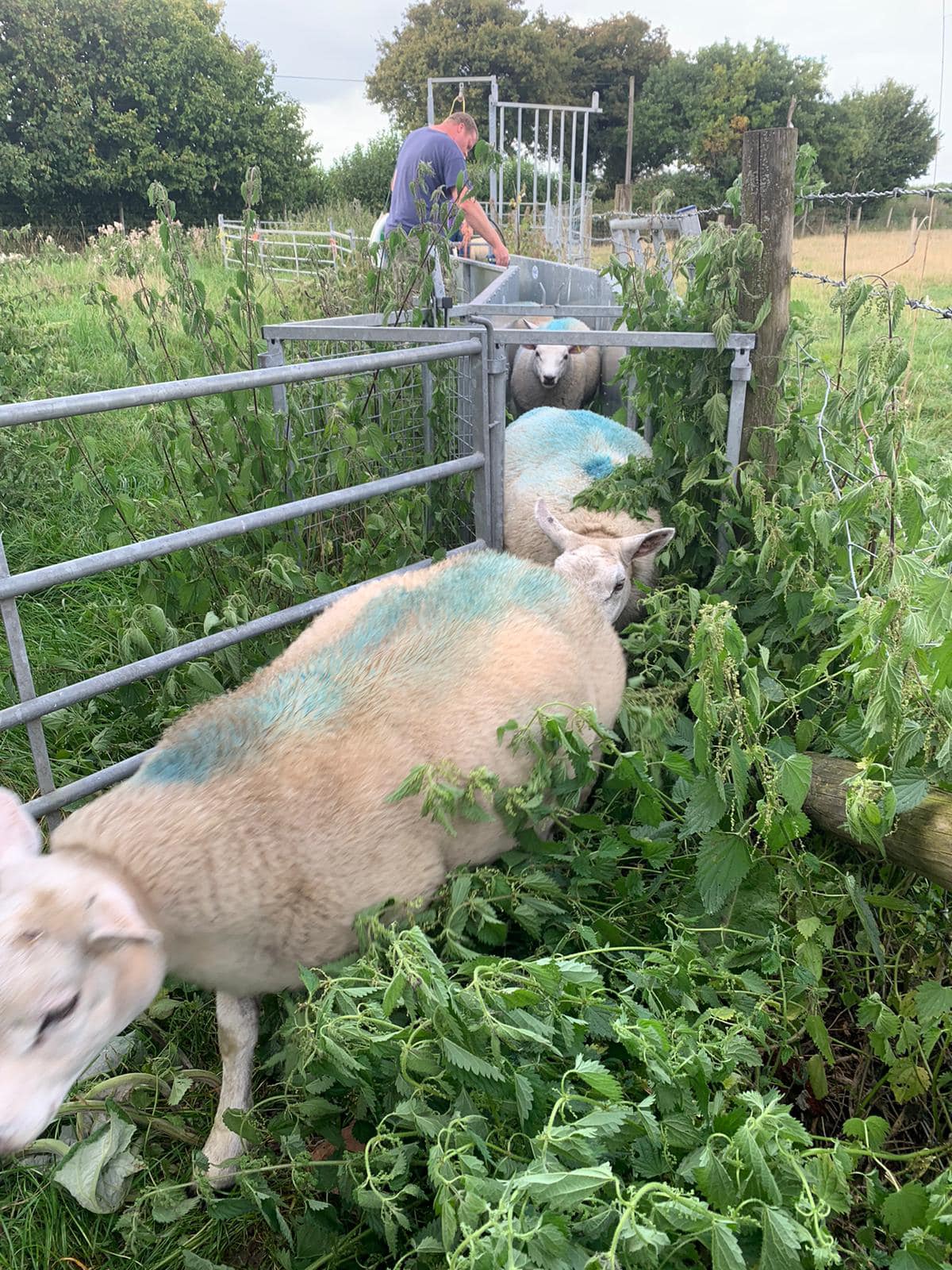 Ramridge Farm | Hitchin