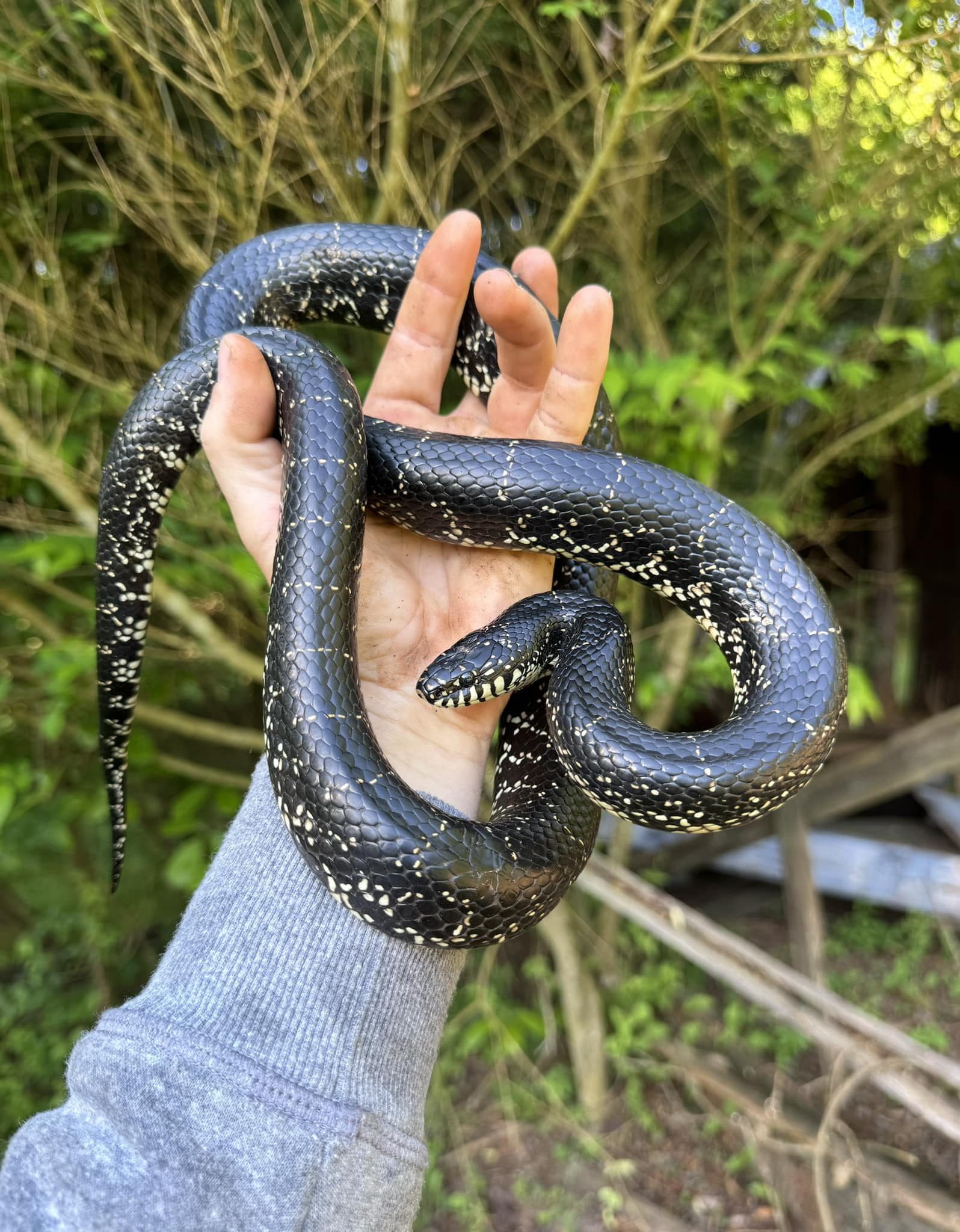 We all know them, we all love them. Black kingsnake from the