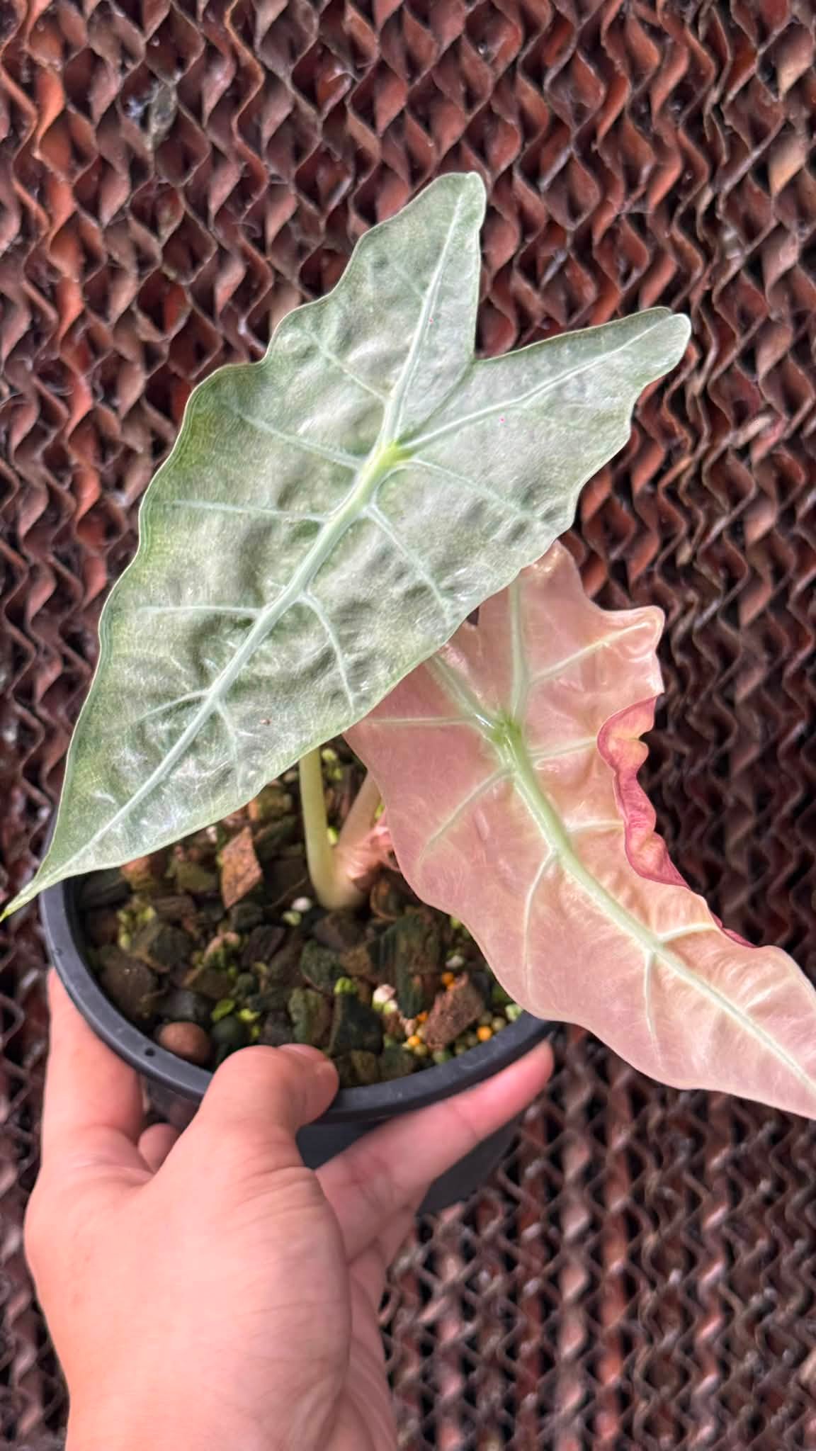 FULL PINK ✨💖✨ “ Alocasia Serendipity Variegated 🖤💖💕