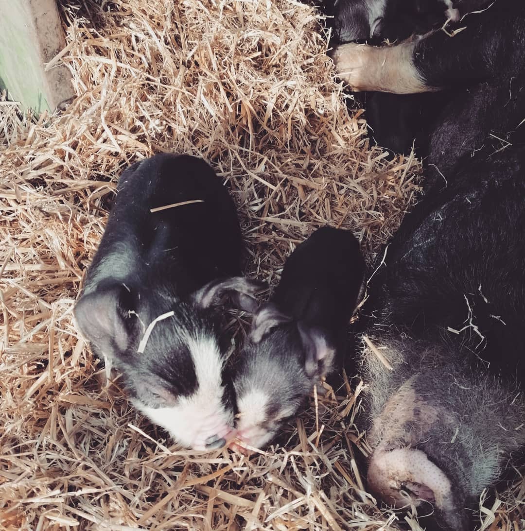 Maypole Pork - A lovely litter from Vicky yesterday ...... | Facebook