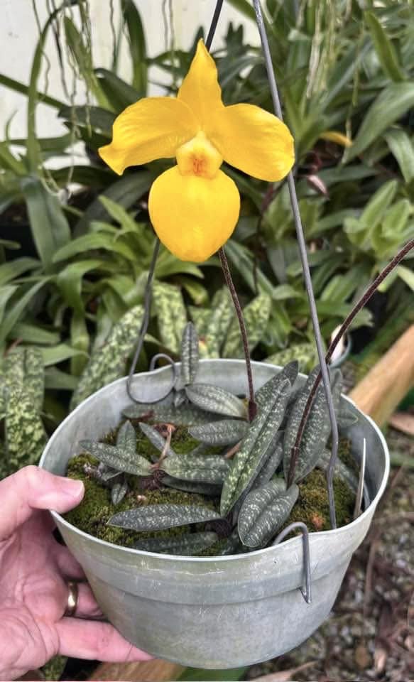 Paphiopedilum armeniacum, a rare Chinese ladyslipper orchid