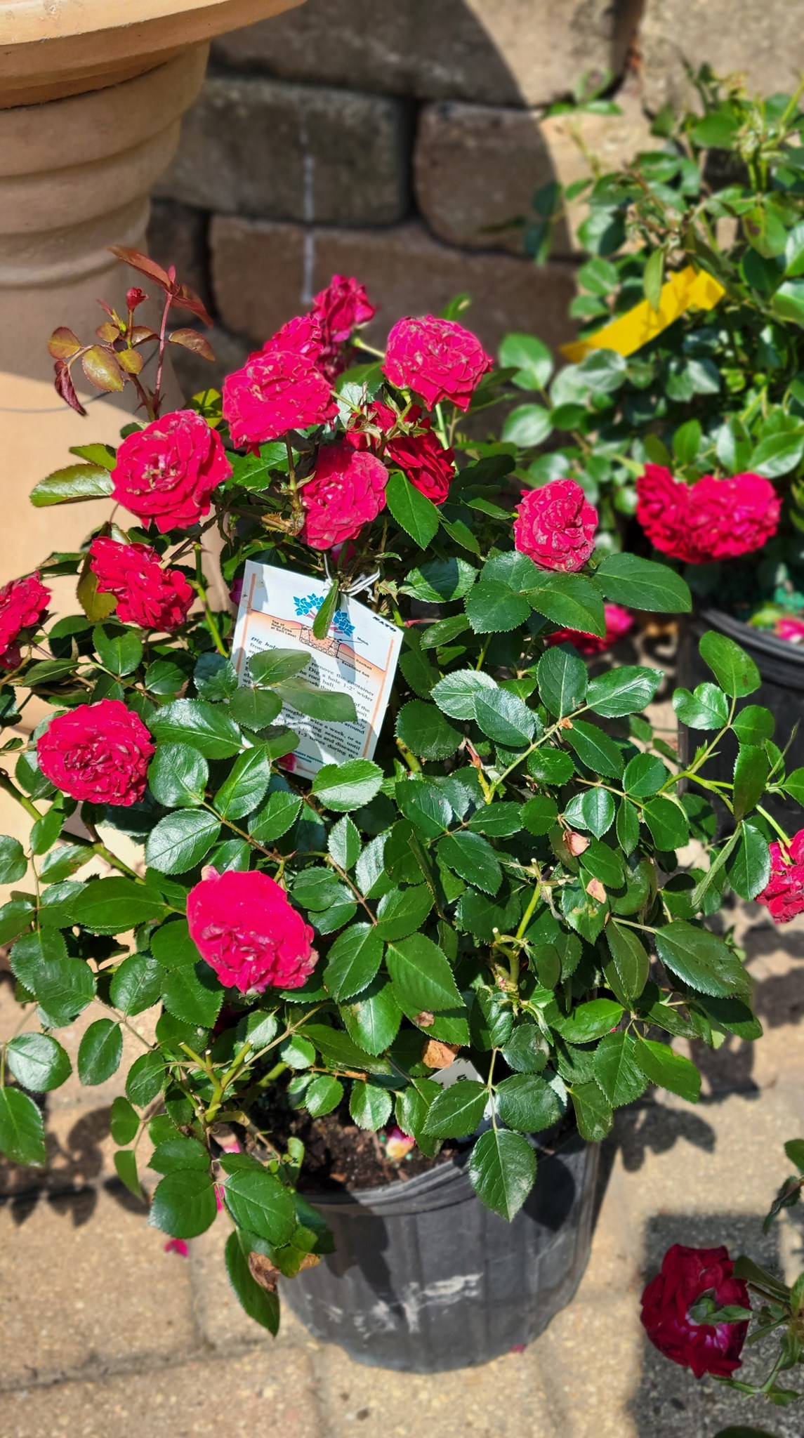 New roses oh my! Roxanne... - Ekana Nursery & Landscaping