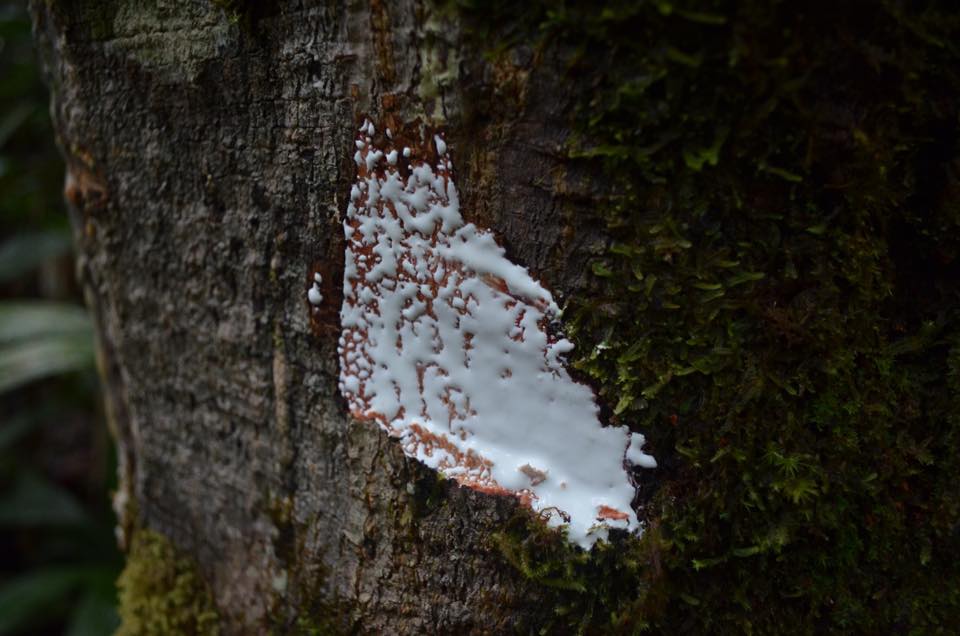 Popa Couma macrocarpa Una especie de... - La Sierpe Biotur