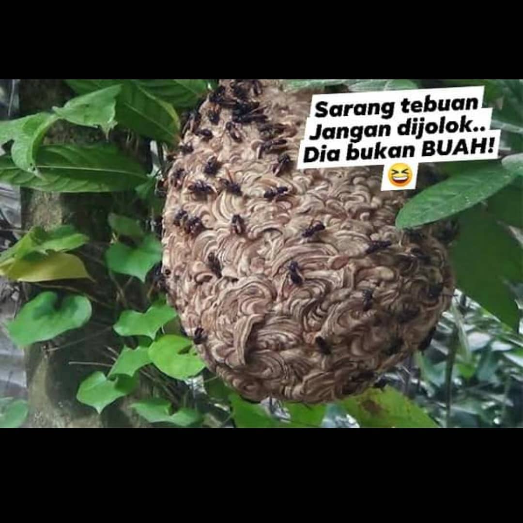 Isu Hangat Lagi Bab Herba Founder Csiti Aromatherapy Facebook