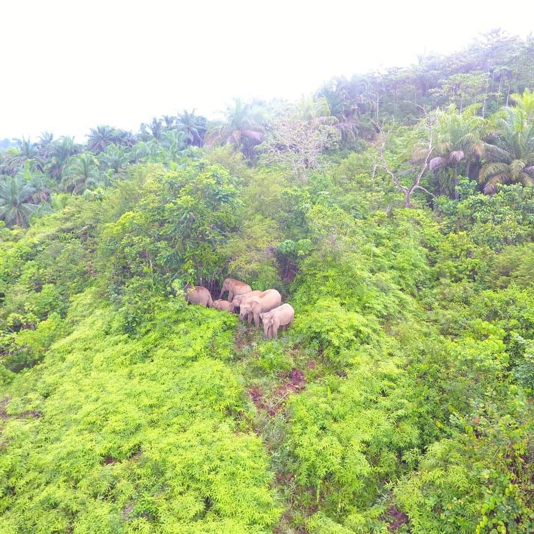 Check out these fantastic images... - Sumatran Ranger Project | Facebook