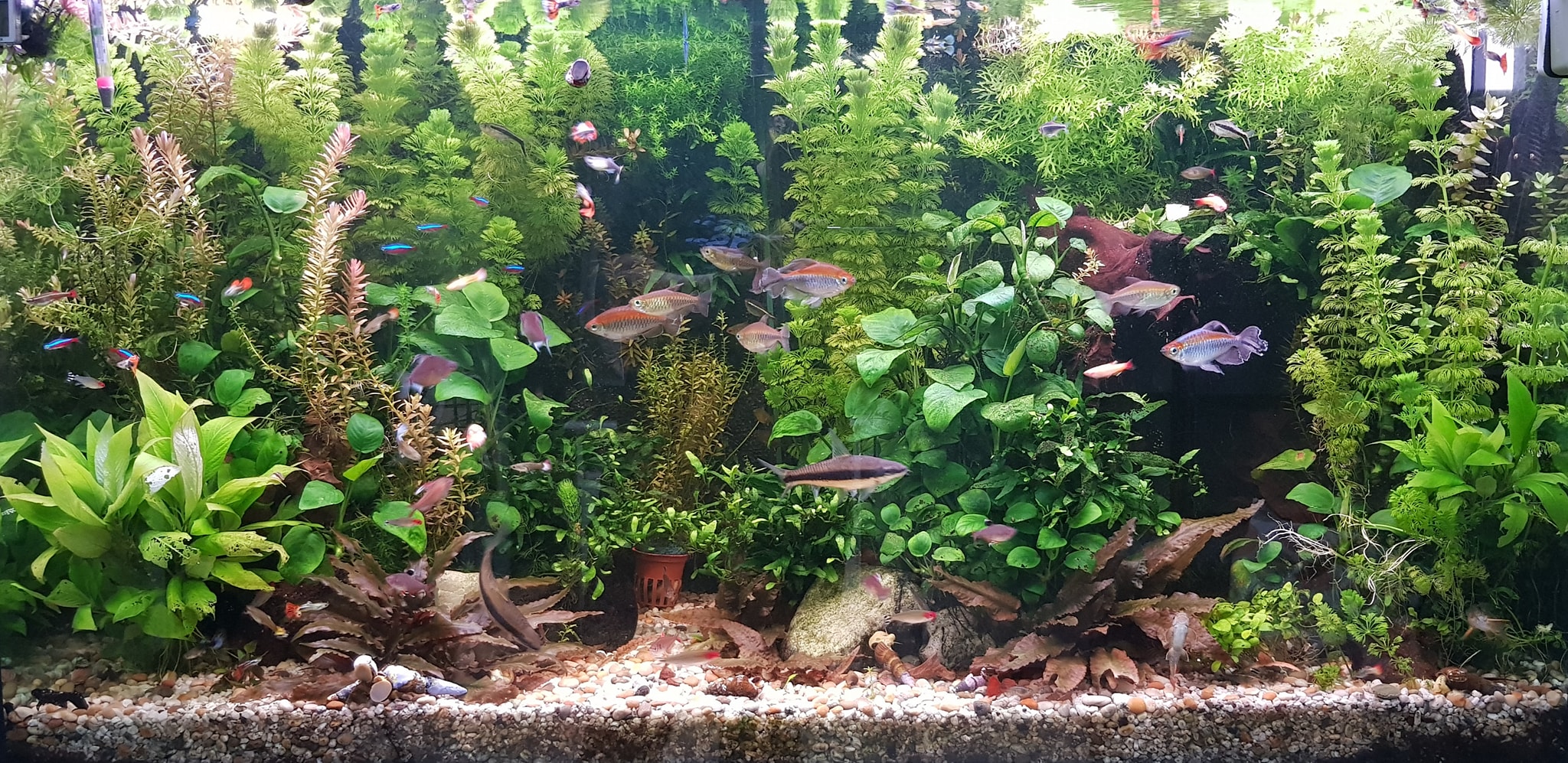 Aquarium Keeping Tips | Tarxien