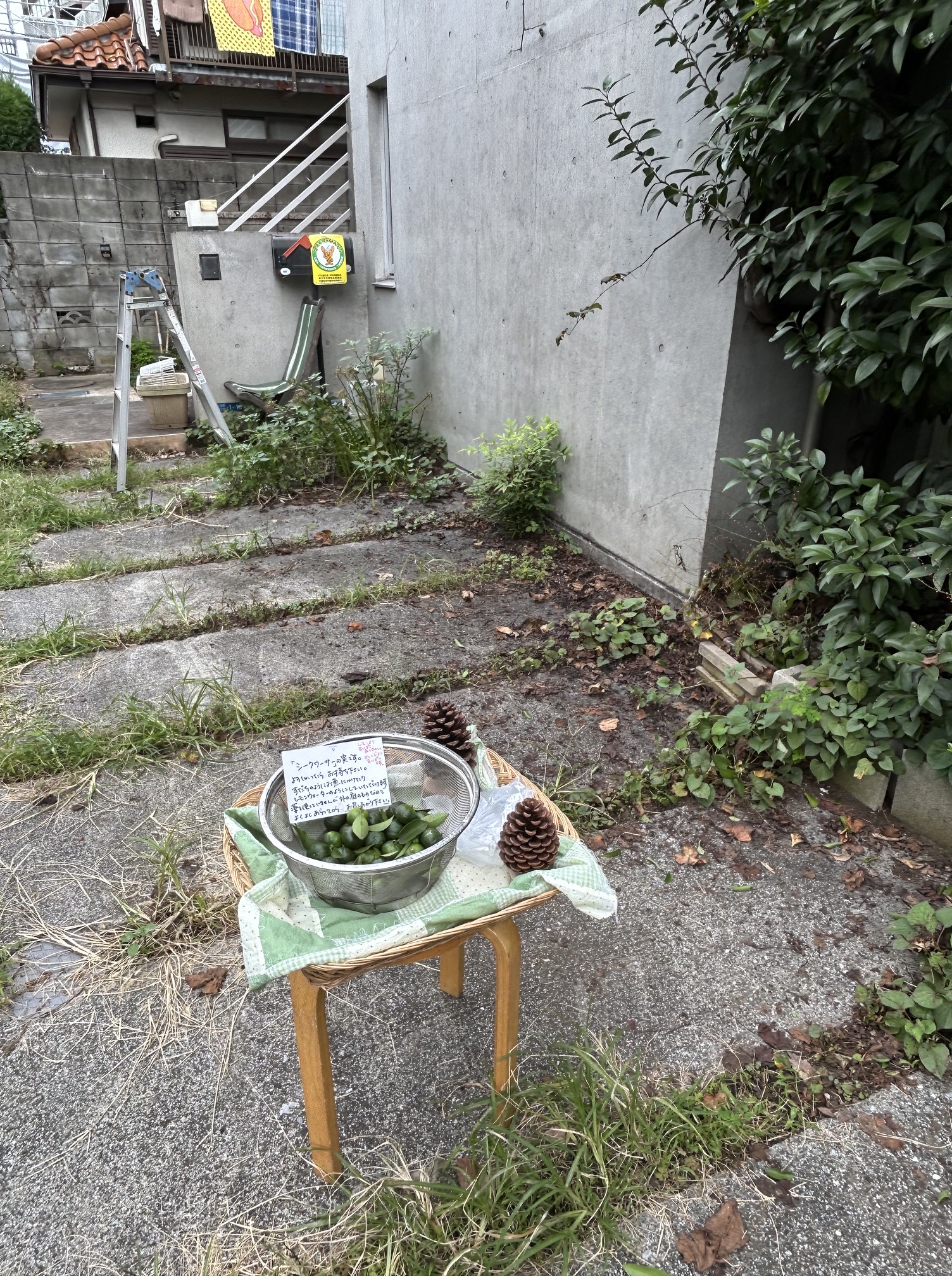 花ではなくて、「植物」というくくりになってしまいますが…。 ご近所に