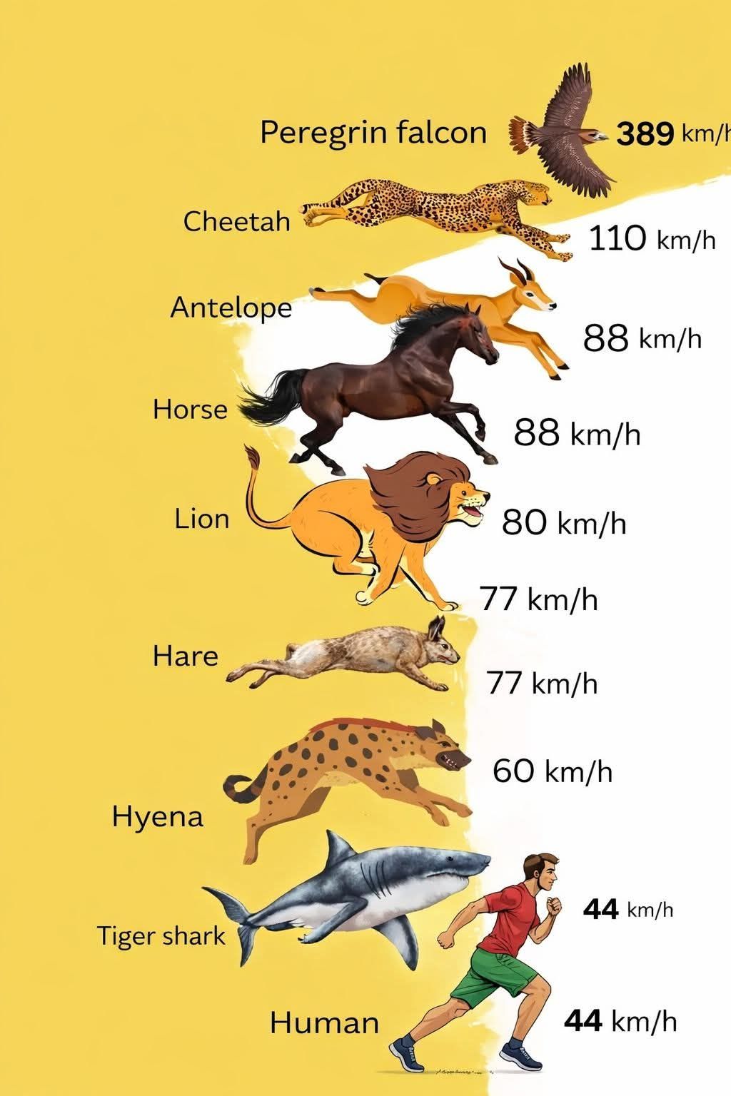 Best - Who’s the Fastest? Understanding Animal Speed Comparisons This ...