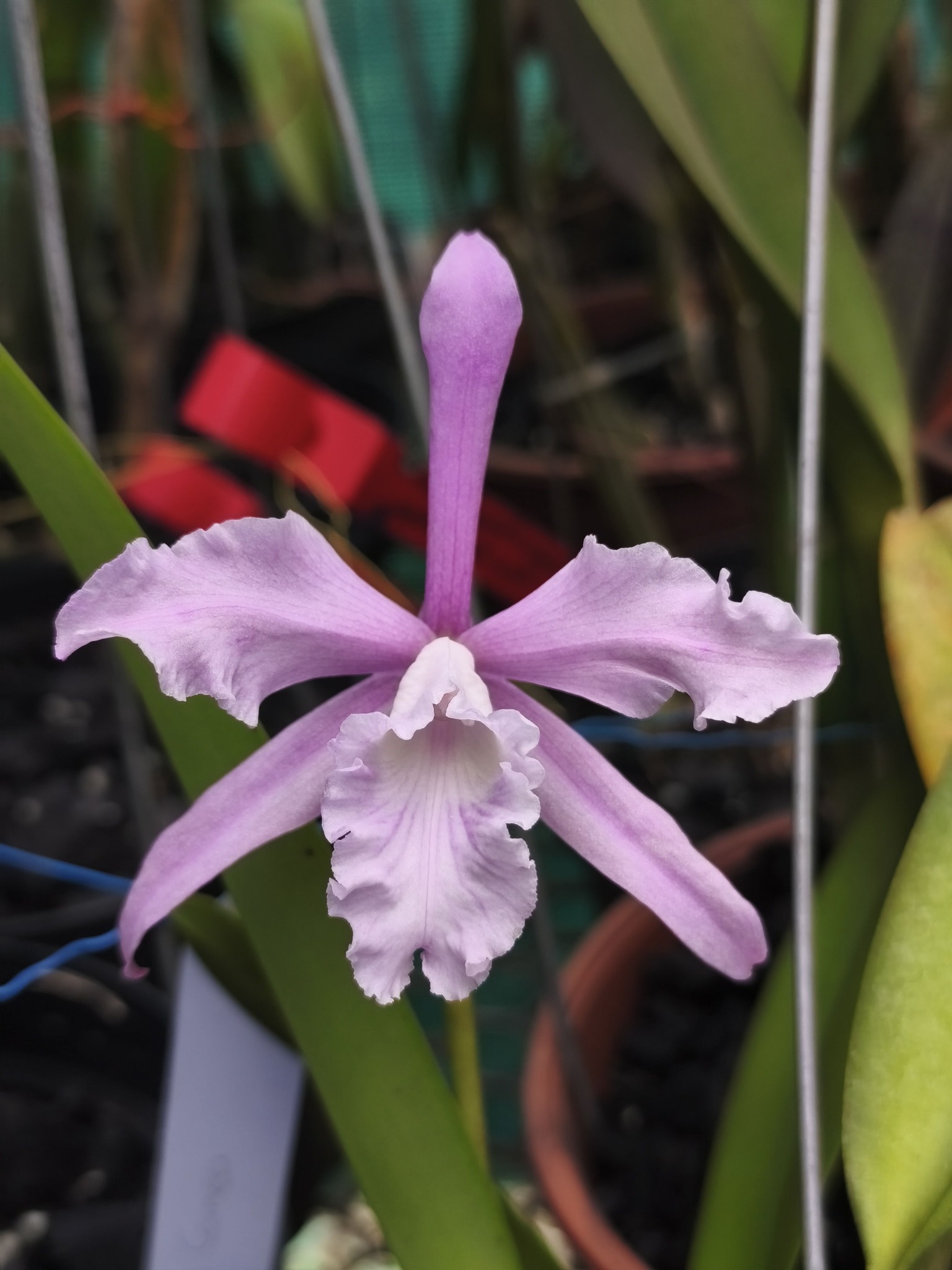 Dendrobium Hancockii. A species endemic to Yuunan province of