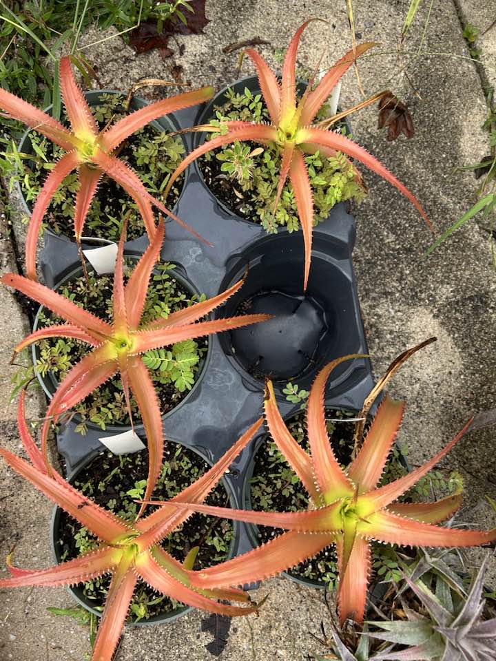 Billbergia “Berry Blast”