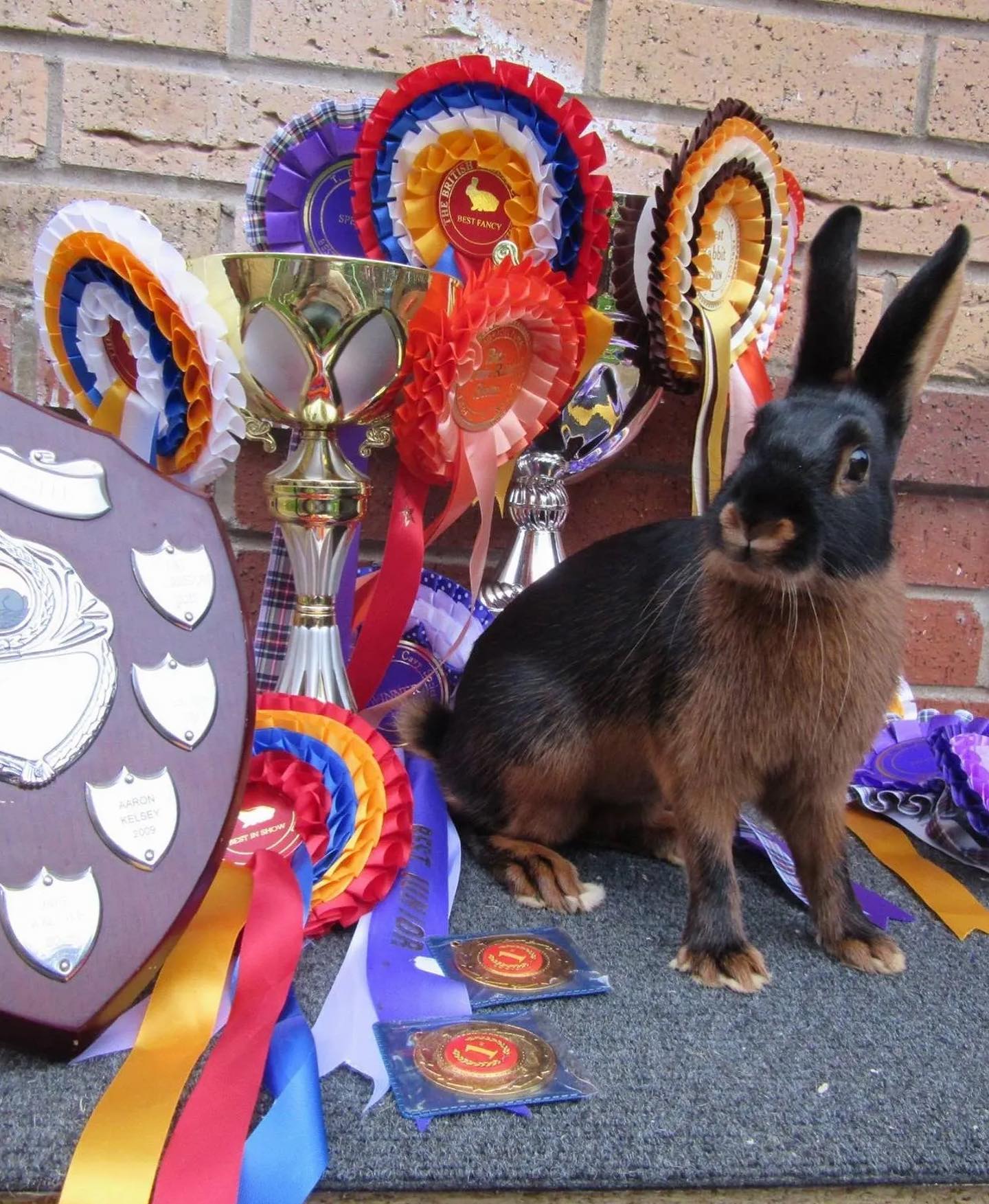 MEET THE BREED/CLUB • This... - British Rabbit Council | Facebook