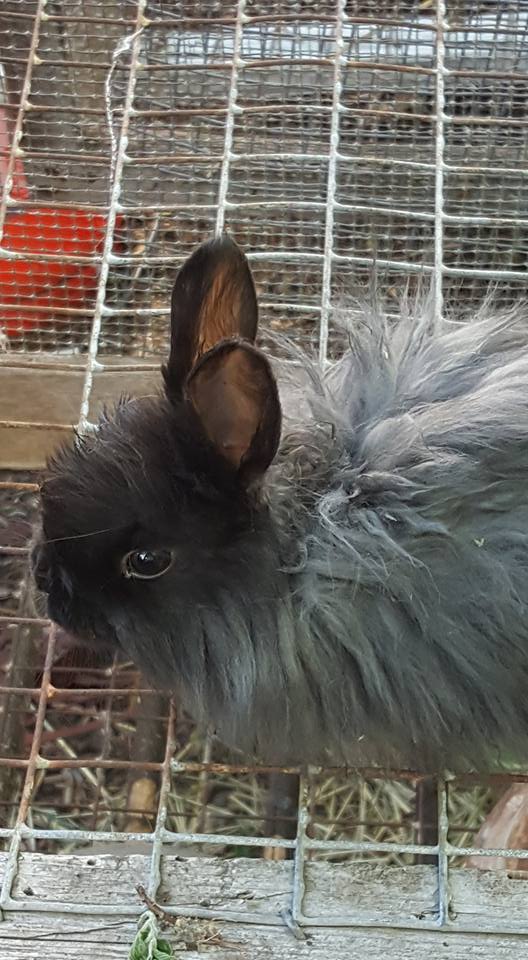 French Angora Rabbits Rabbitry Mpls MN