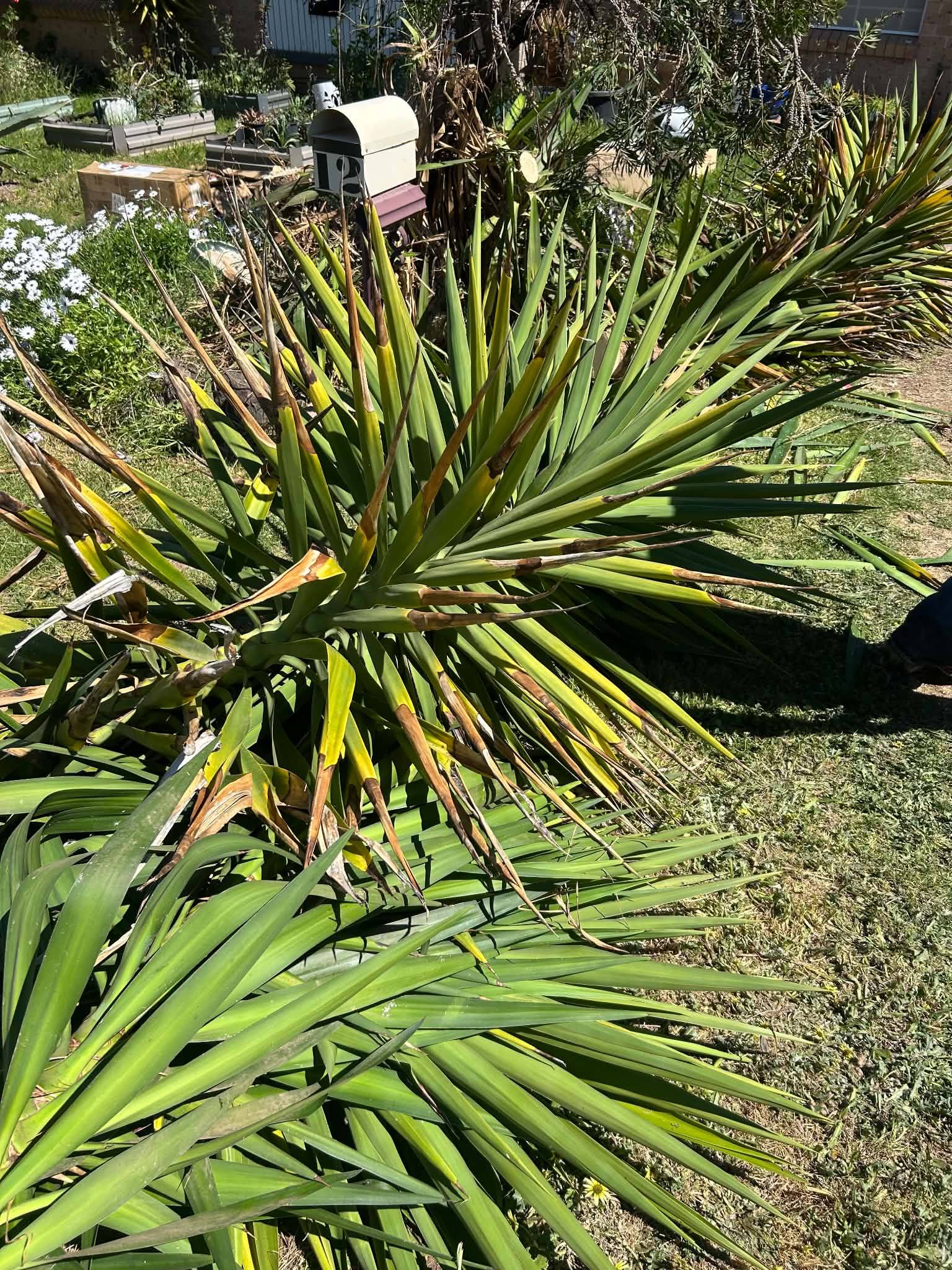 Free yuccas available. Pick up Grevillea Street.