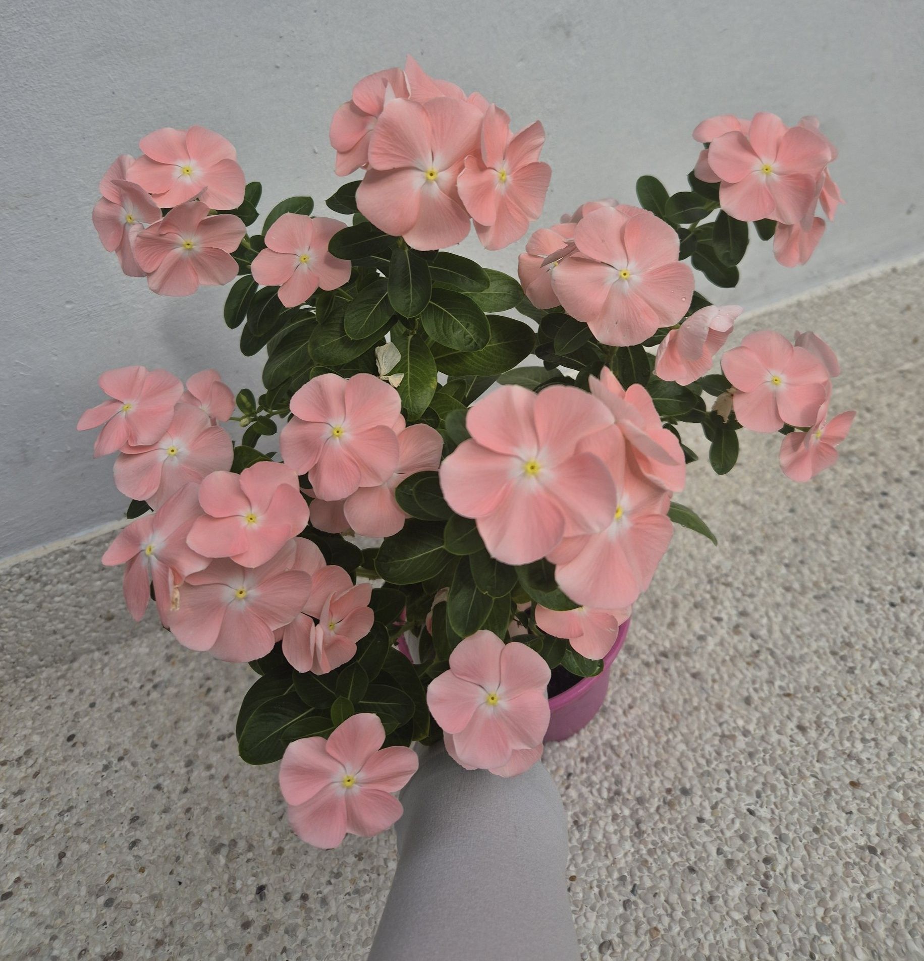 蘭花開花了