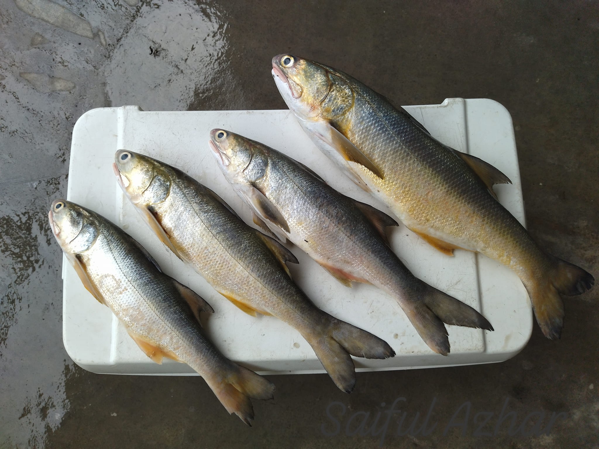 Geng Kaki Mancing | OPEN TRIP JIGGING /BOTTOM / APOLLO 🎣 | Facebook