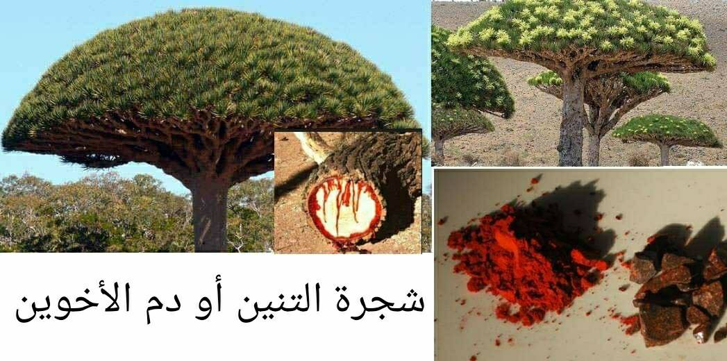 شجرة دم الأخوين أو التنين وتسمى وجئتك من سبأ بنبإ يقين Facebook