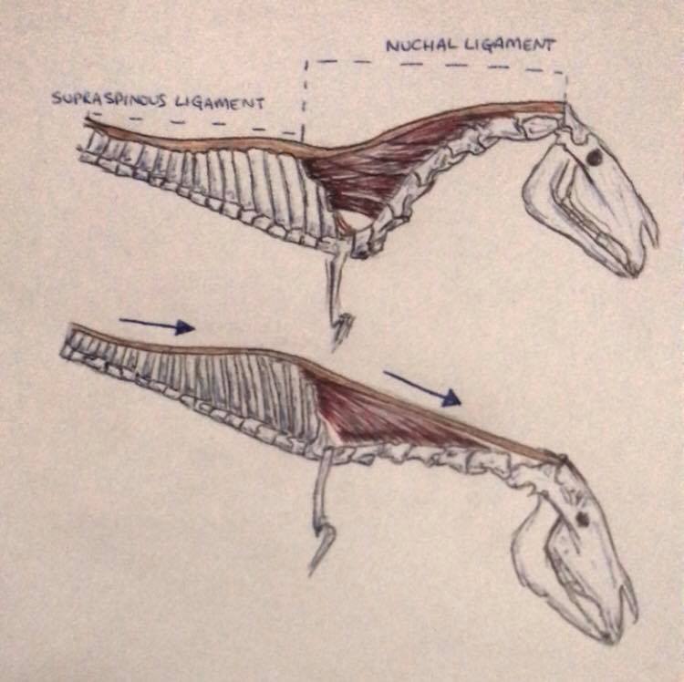 let-s-talk-nuchal-ligament-feel-free-to-share-the-nuchal