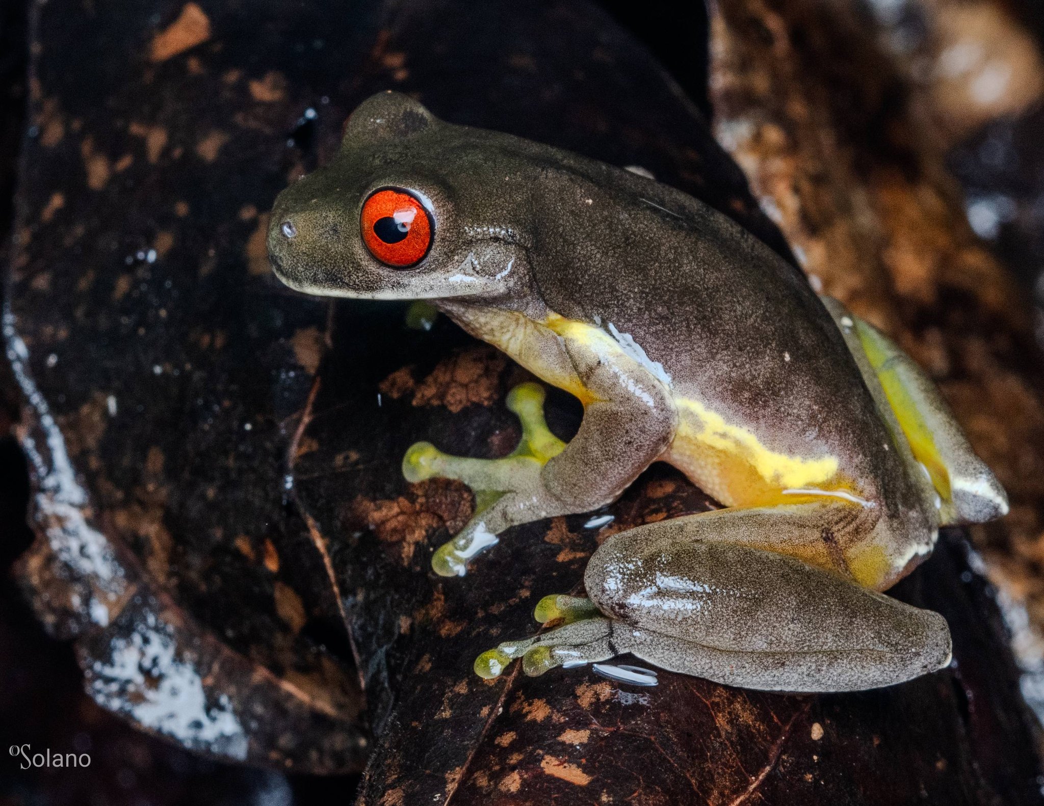 A very rare and endangered Duellmanohyla legleri, endemic to Costa Rica