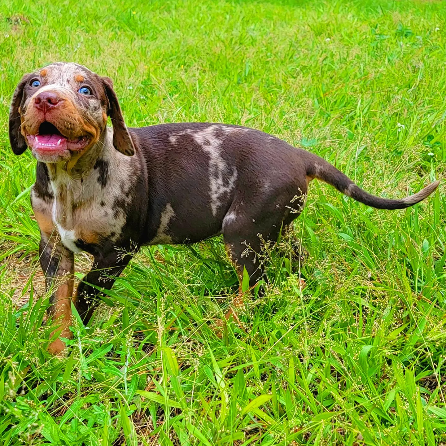Good Morning... - Catahoula at Folsom Louisiana Raka Ranch