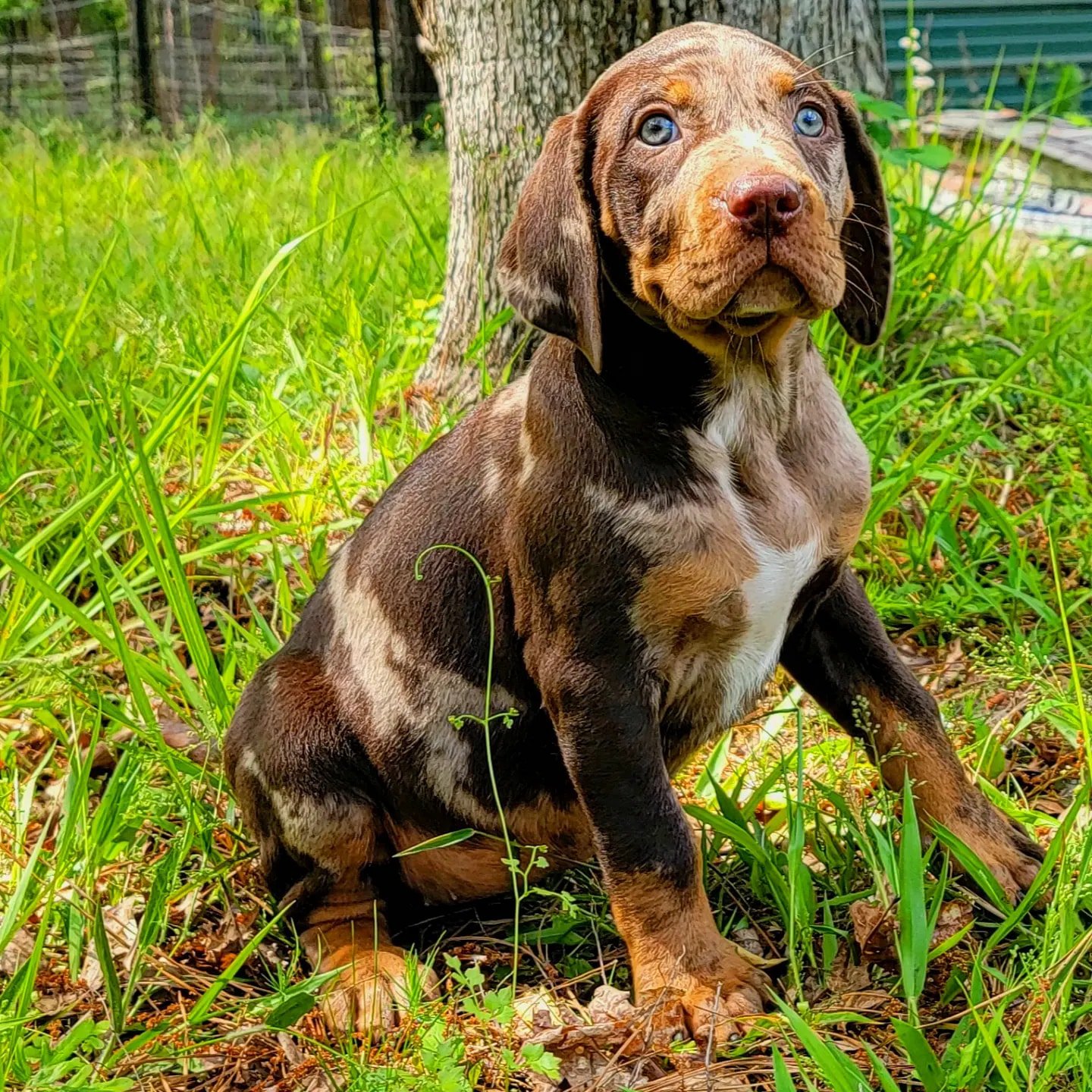 Good Morning... - Catahoula at Folsom Louisiana Raka Ranch