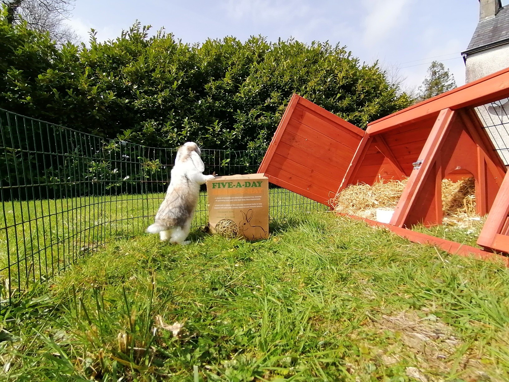 Our Bungie bunny on his 1st... - Chirpy bird food ltd | Facebook