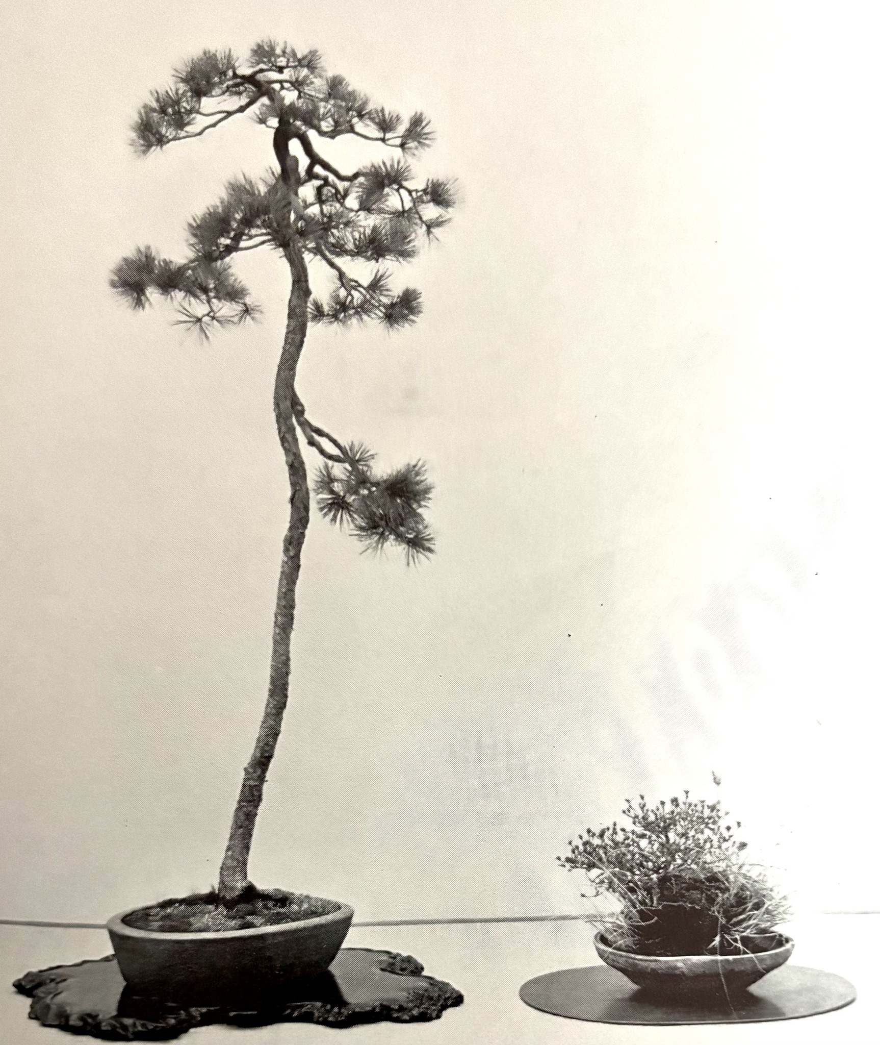 This absolute monster Japanese black pine (Pinus thunbergii) is