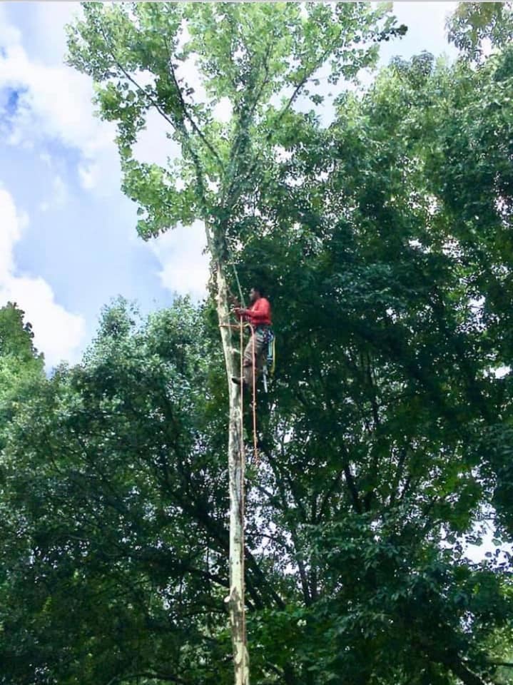 Woodpecker Tree Trimming / Removal Services