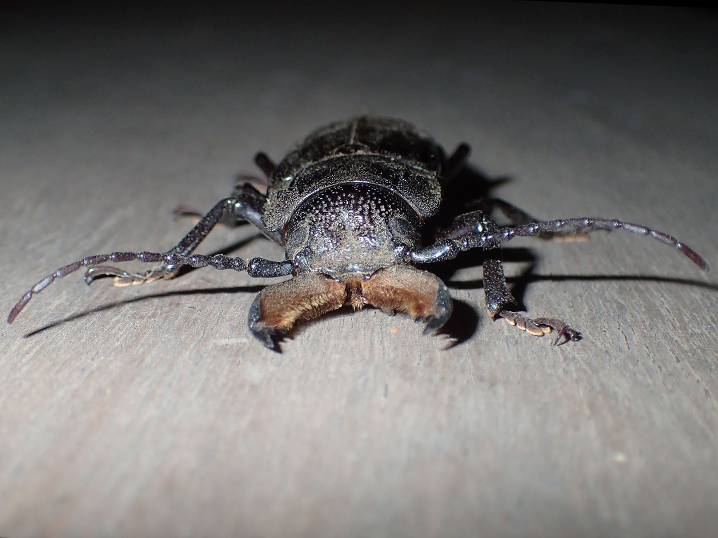 What is this 52mm cerambycid beetle in Tanzania?