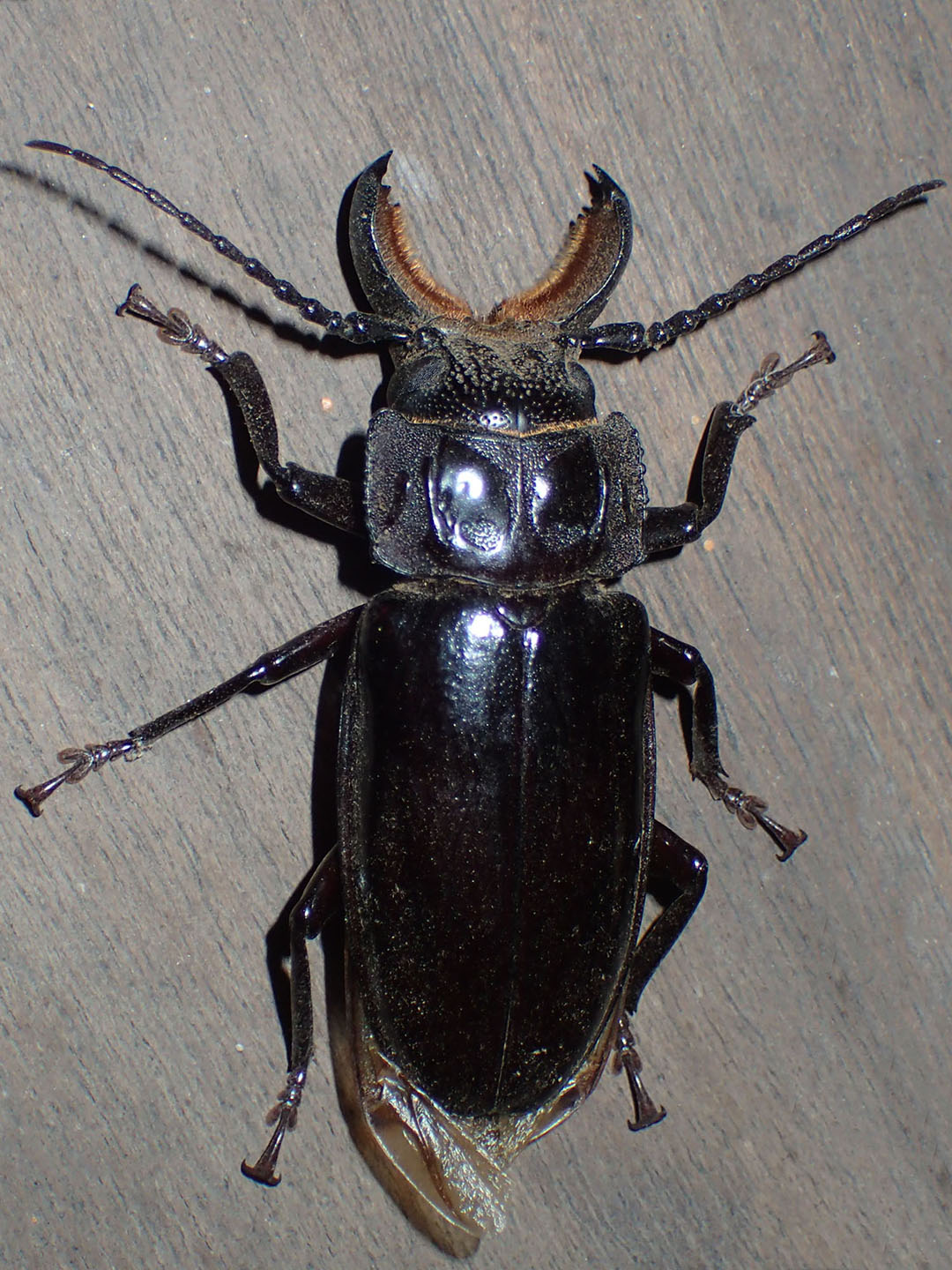 What is this 52mm cerambycid beetle in Tanzania?