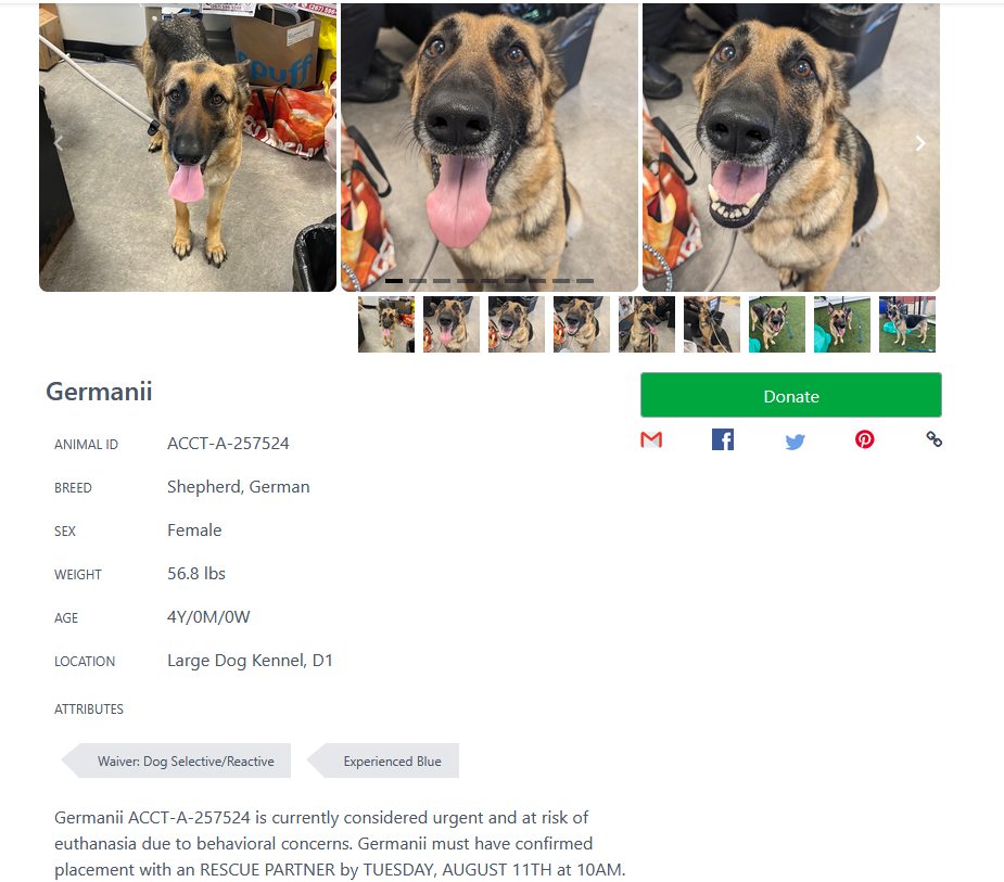 サンプル German Shepherd Germanii needs rescue by 10AM Tuesday August 10th