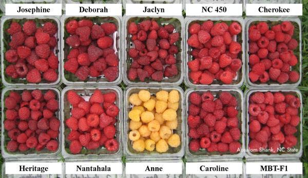 Virginia Cooperative Extension Master Gardener Program - It's raspberry ...