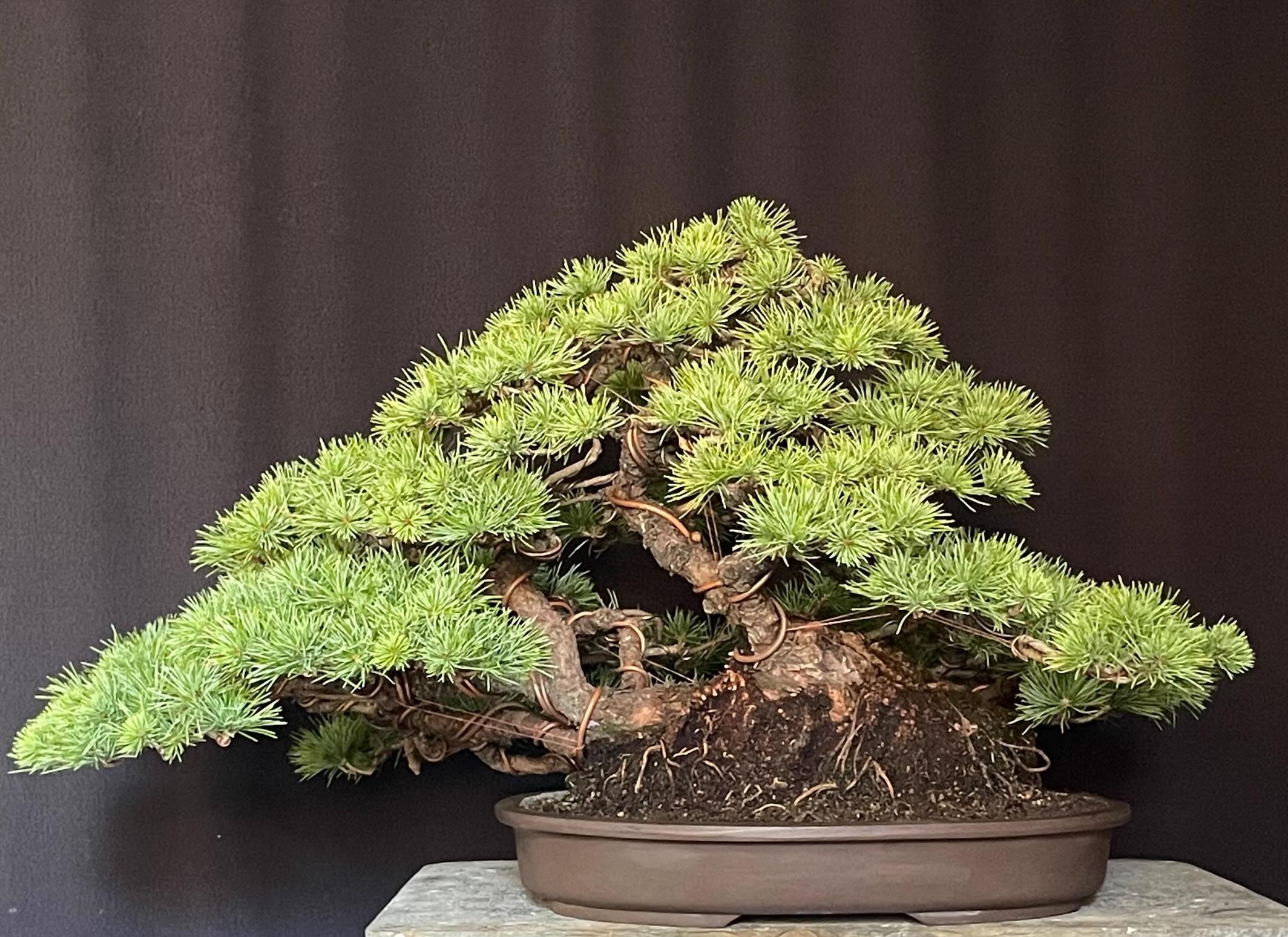 五葉松 株立ち 50センチ 那須五葉松（株立ち） - 米谷大蓉園