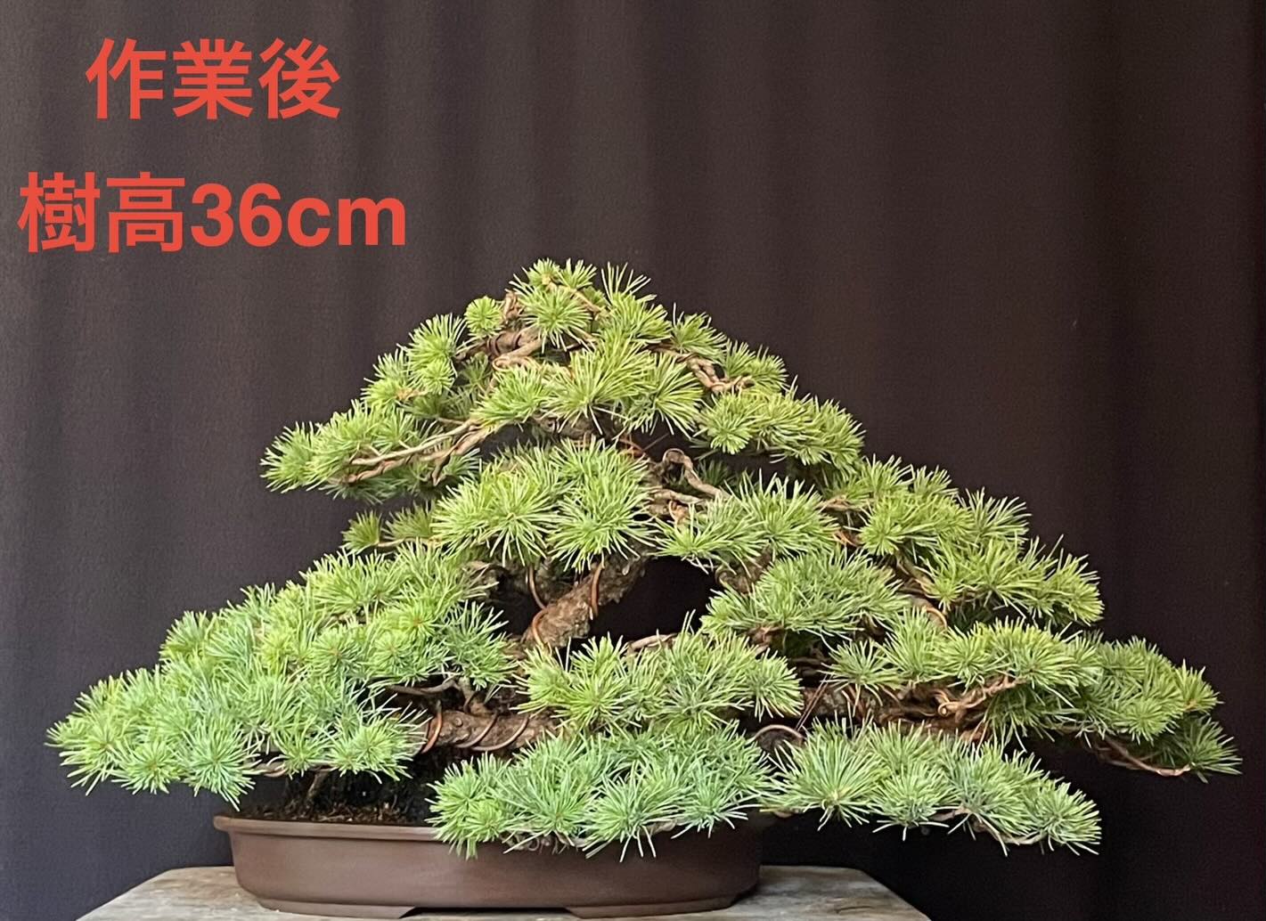 五葉松 株立ち 50センチ 那須五葉松（株立ち） - 米谷大蓉園