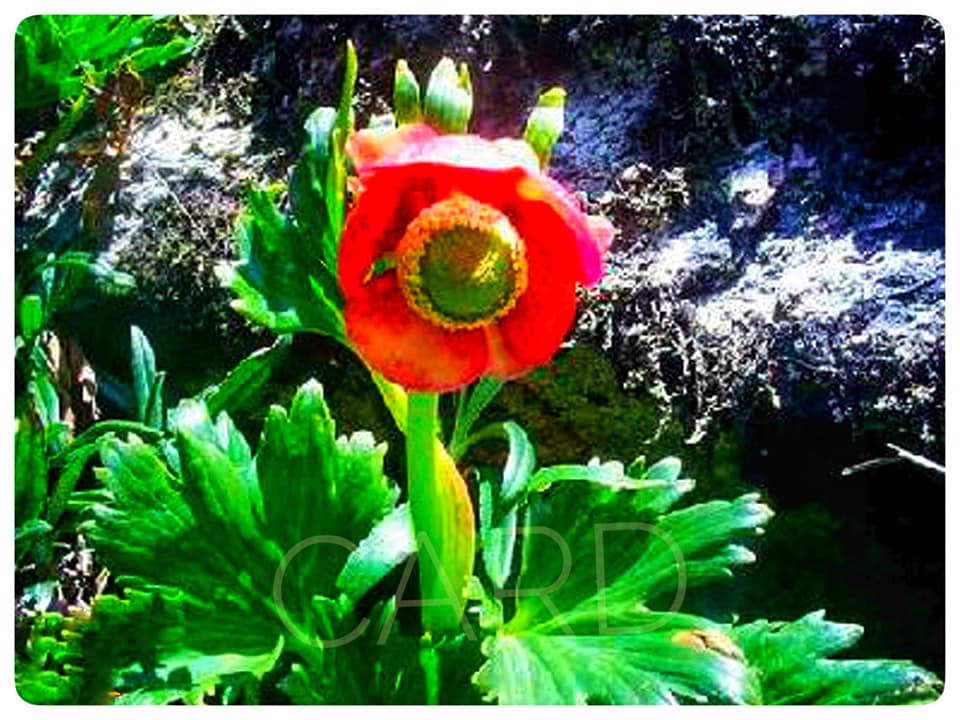 RIMA RIMA WUAYTA, LA FLOR... - Revista VISIÓN de CARHUAZ | Facebook