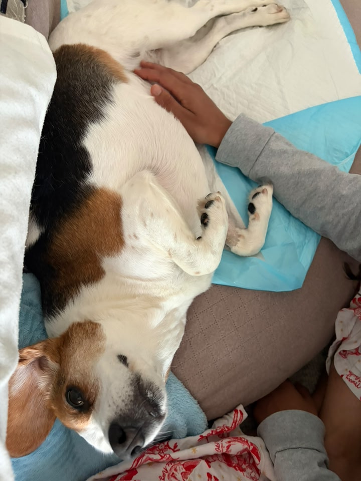 infiniwell bpc 157 review reddit What therapies help a beagle with stage 3/4 IVDD recover at home? j code for b12 warning-ma-md Size x Gauge x Needle Length:3cc 22g x 1 1/2
