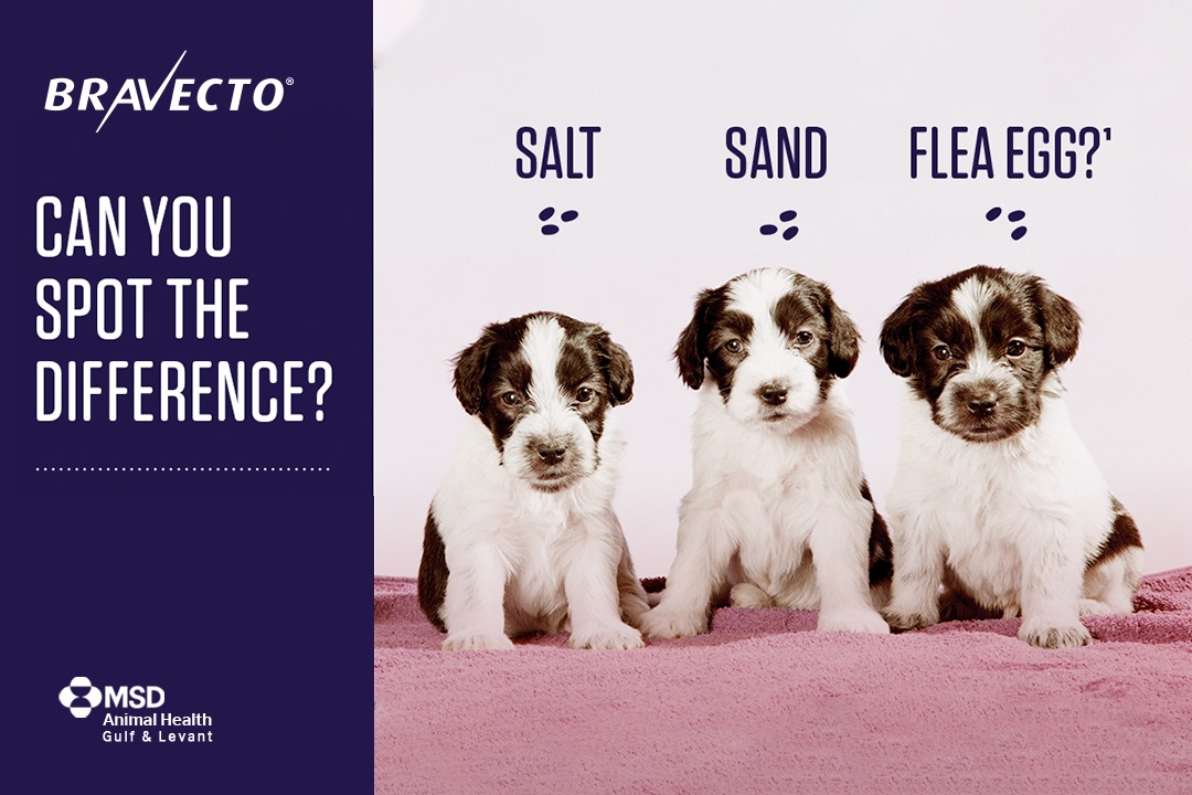 MSD Animal Health Gulf & Levant - Flea eggs are tiny and easily ...